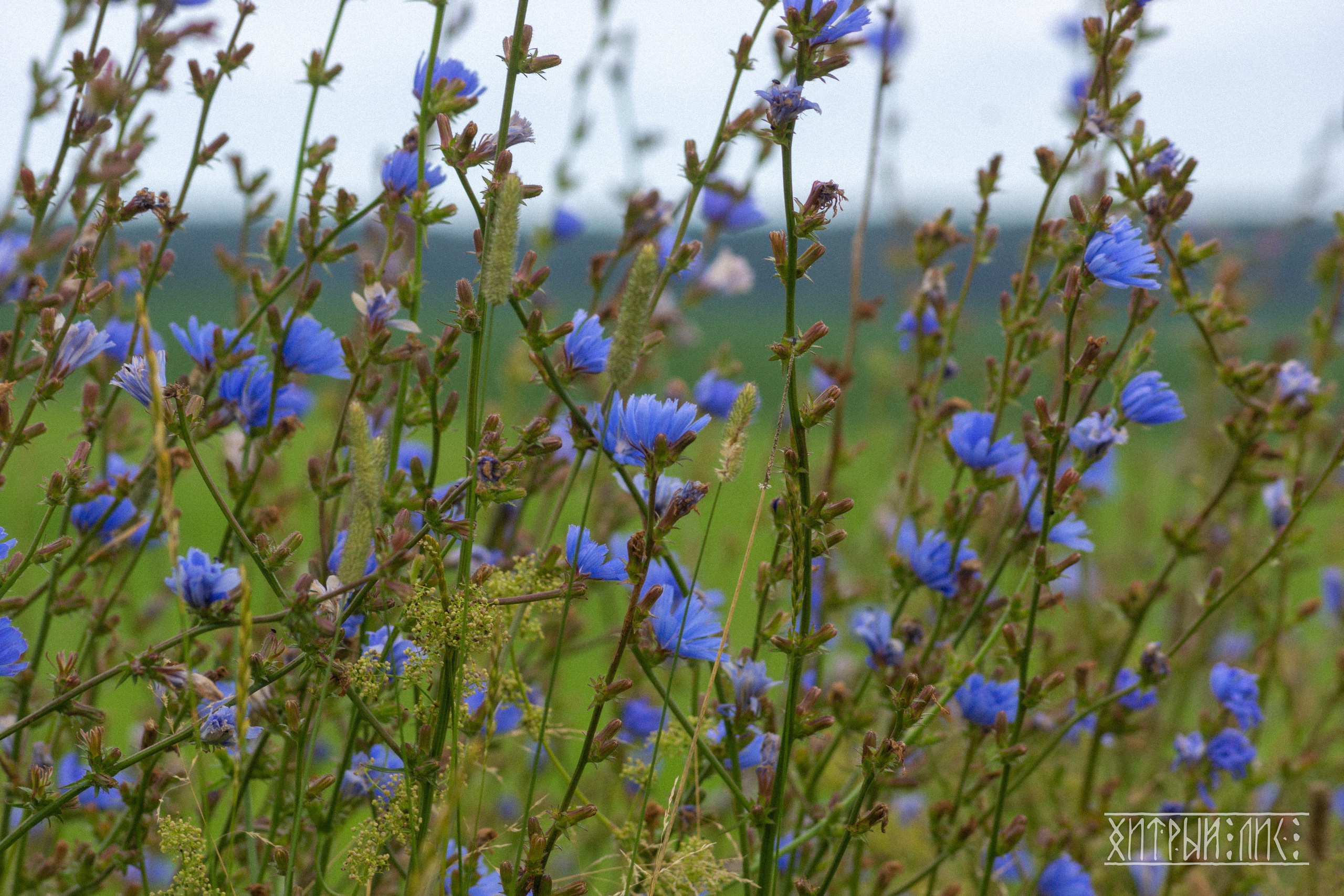 Беларусь. Фотограф-путешественник Самойлов Максим «Sly Fox»