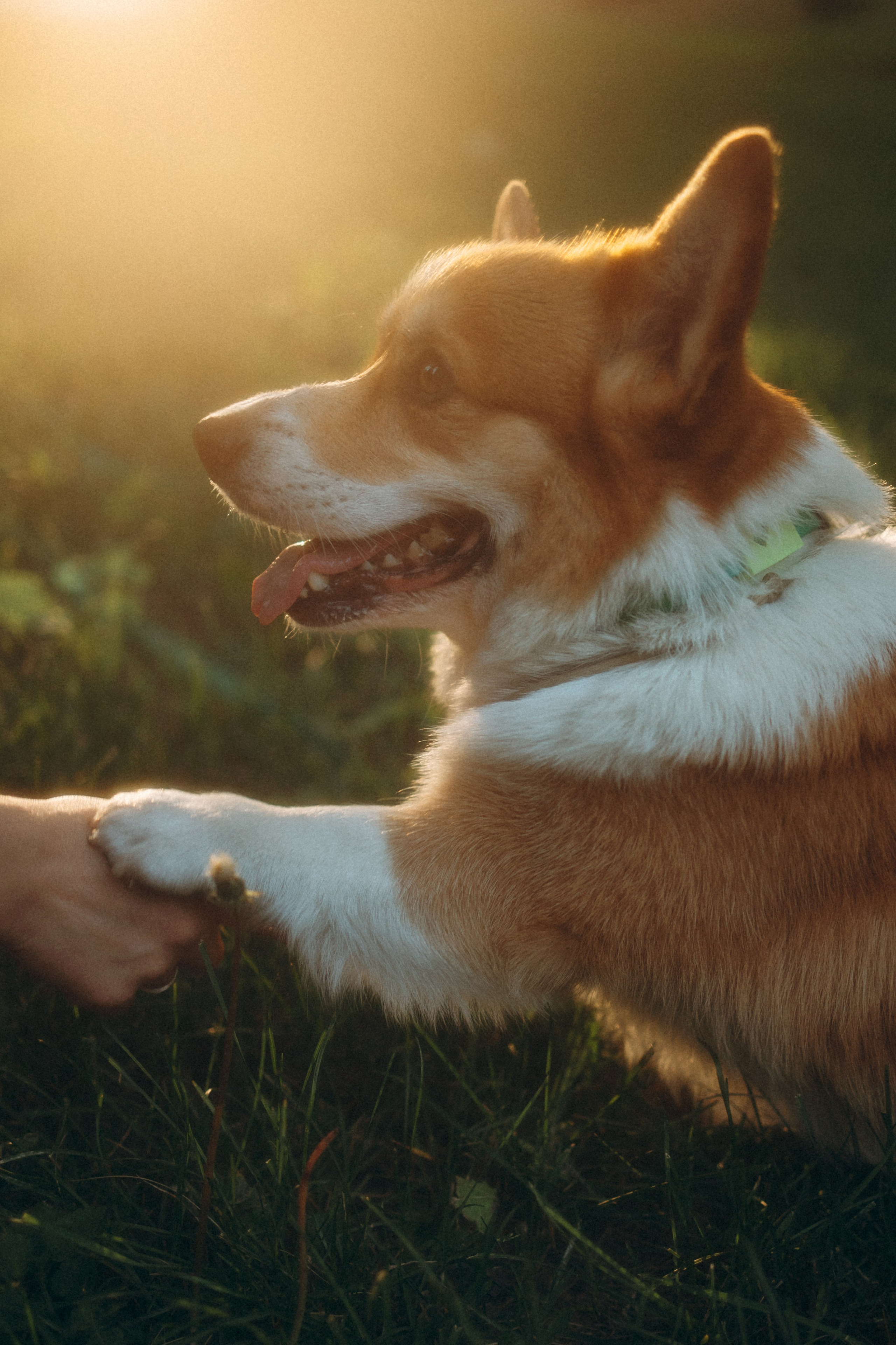 Момо, Люда и Эд. Фотограф анималист Анастасия Пикей