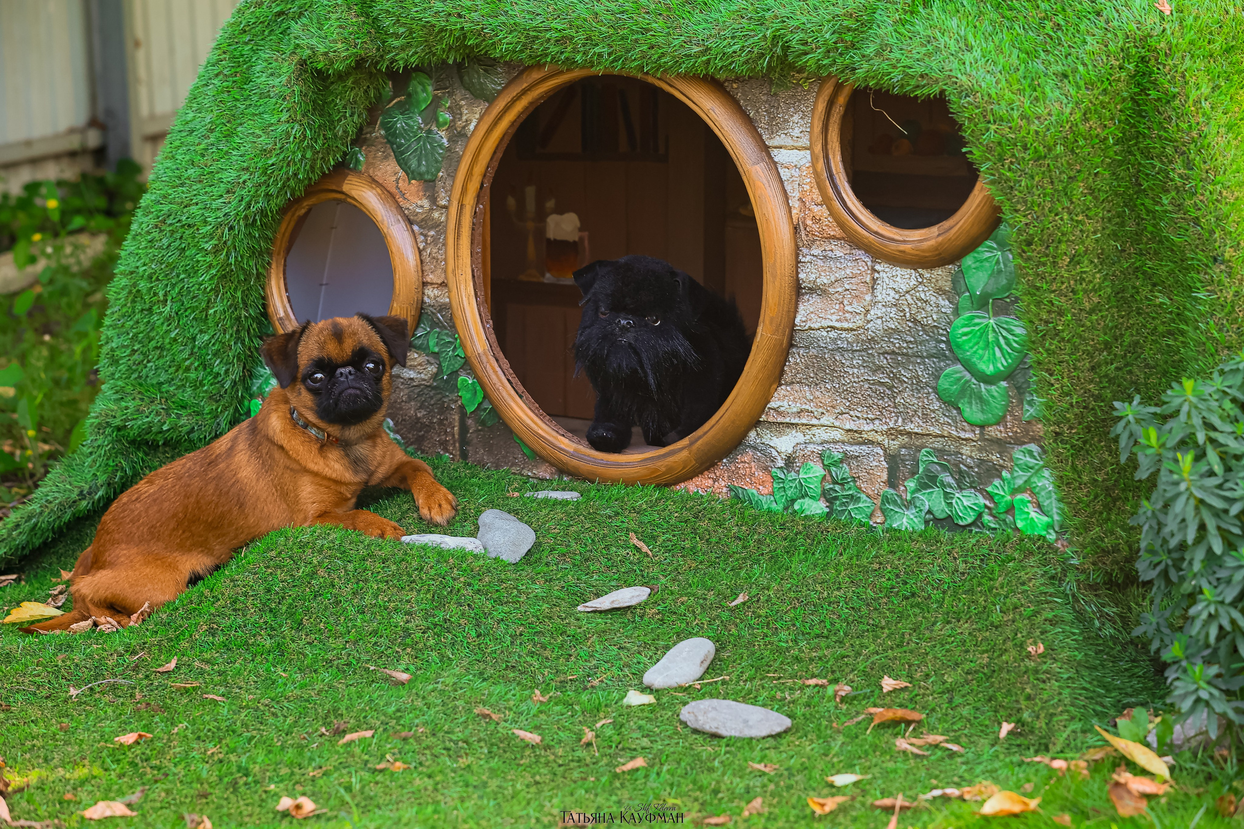 Домик для хоббитов, фотозона, властелин колец, шир, хоббиты, гномы, брюссельский гриффон, малый брабансон, фотосессия, ручная работа, фотограф анималист, фотограф Новосибирск