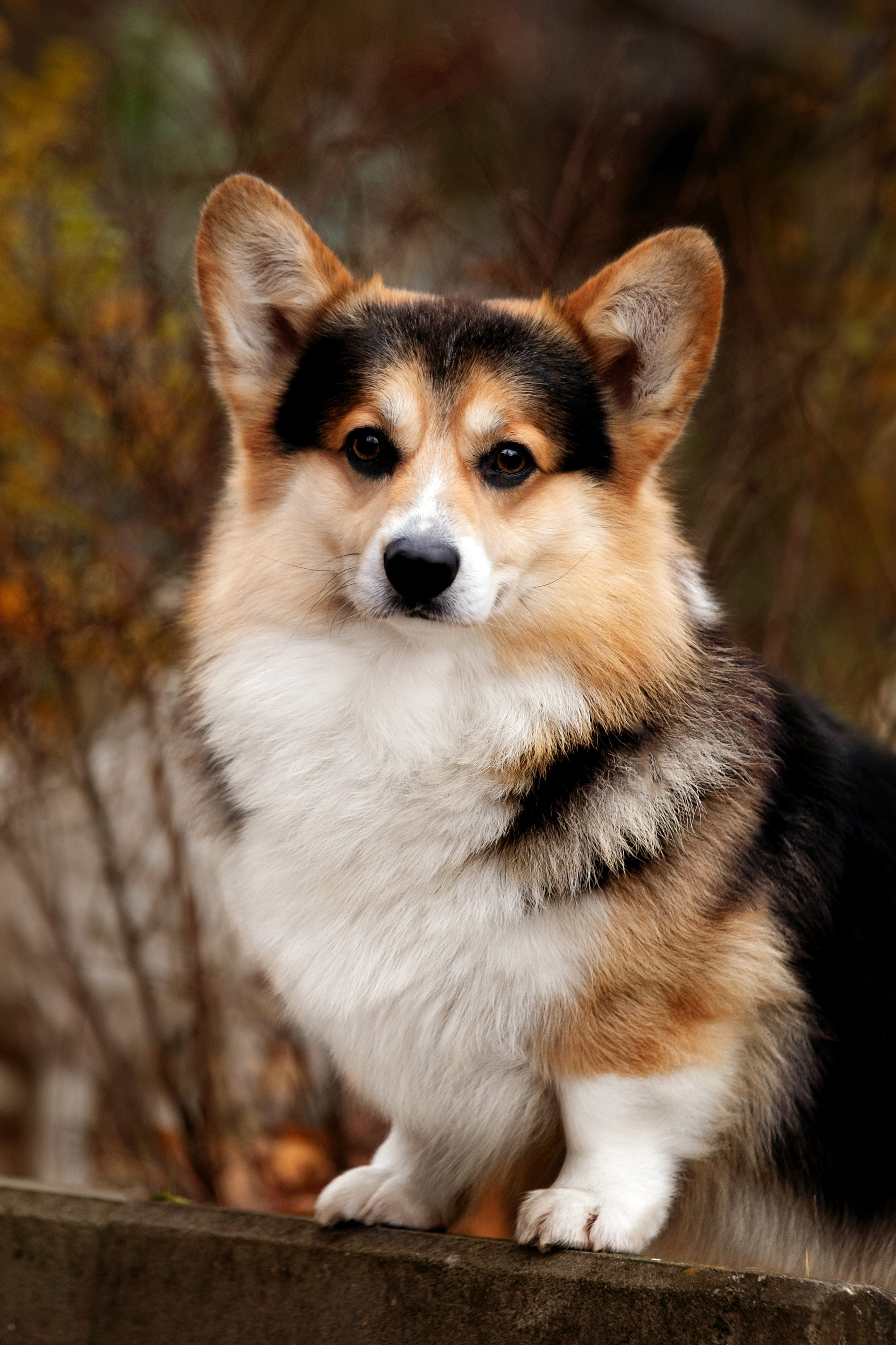 Портфолио: Фотосъёмка собак в Москве и области — авторские образы. Фотограф-анималист и бренд-фотограф в Москве | Фотография собак, людей, бизнес-портрет