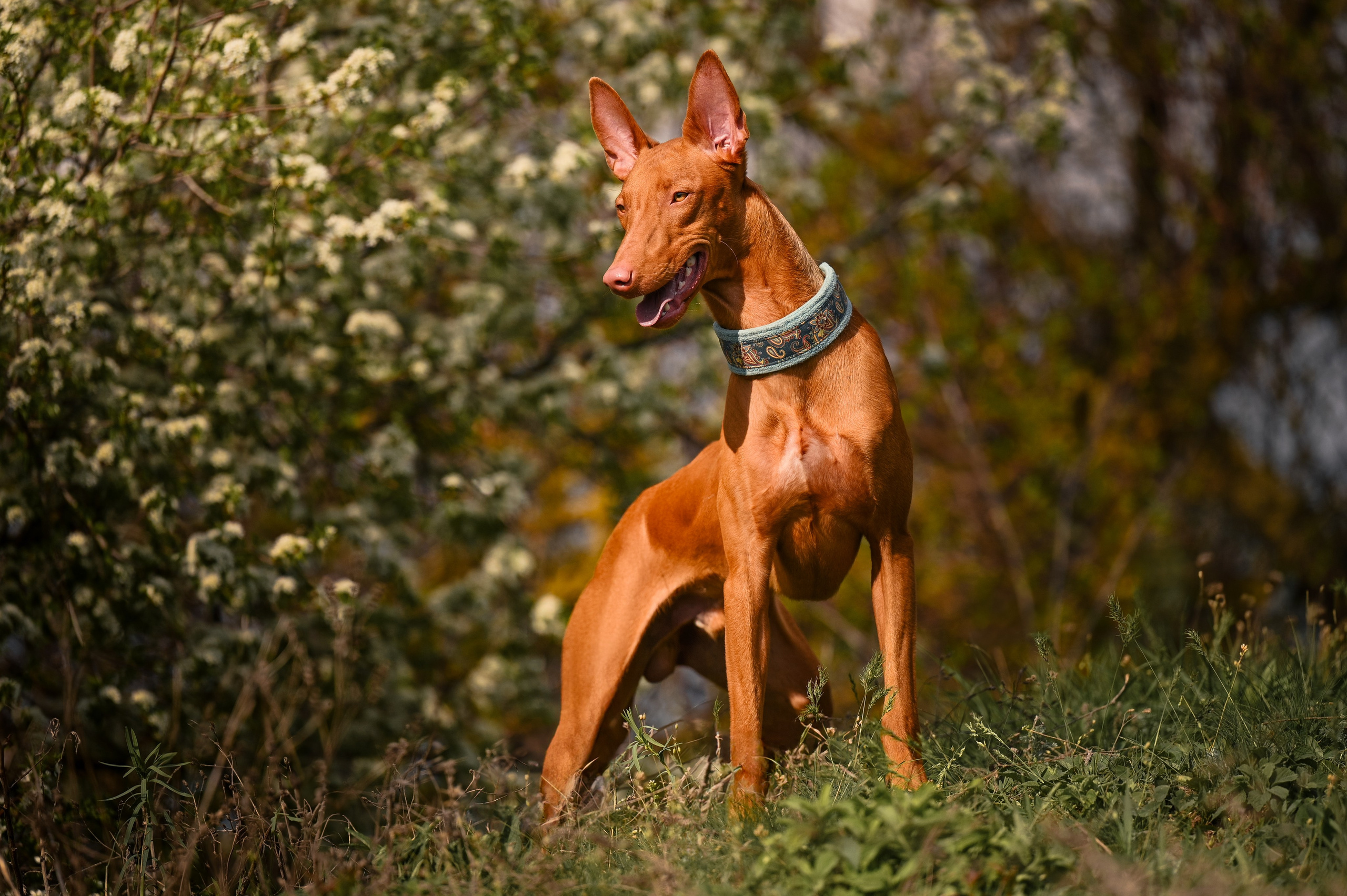 Фараонова собака Ромарио. Фотограф в Ростове —на — Дону