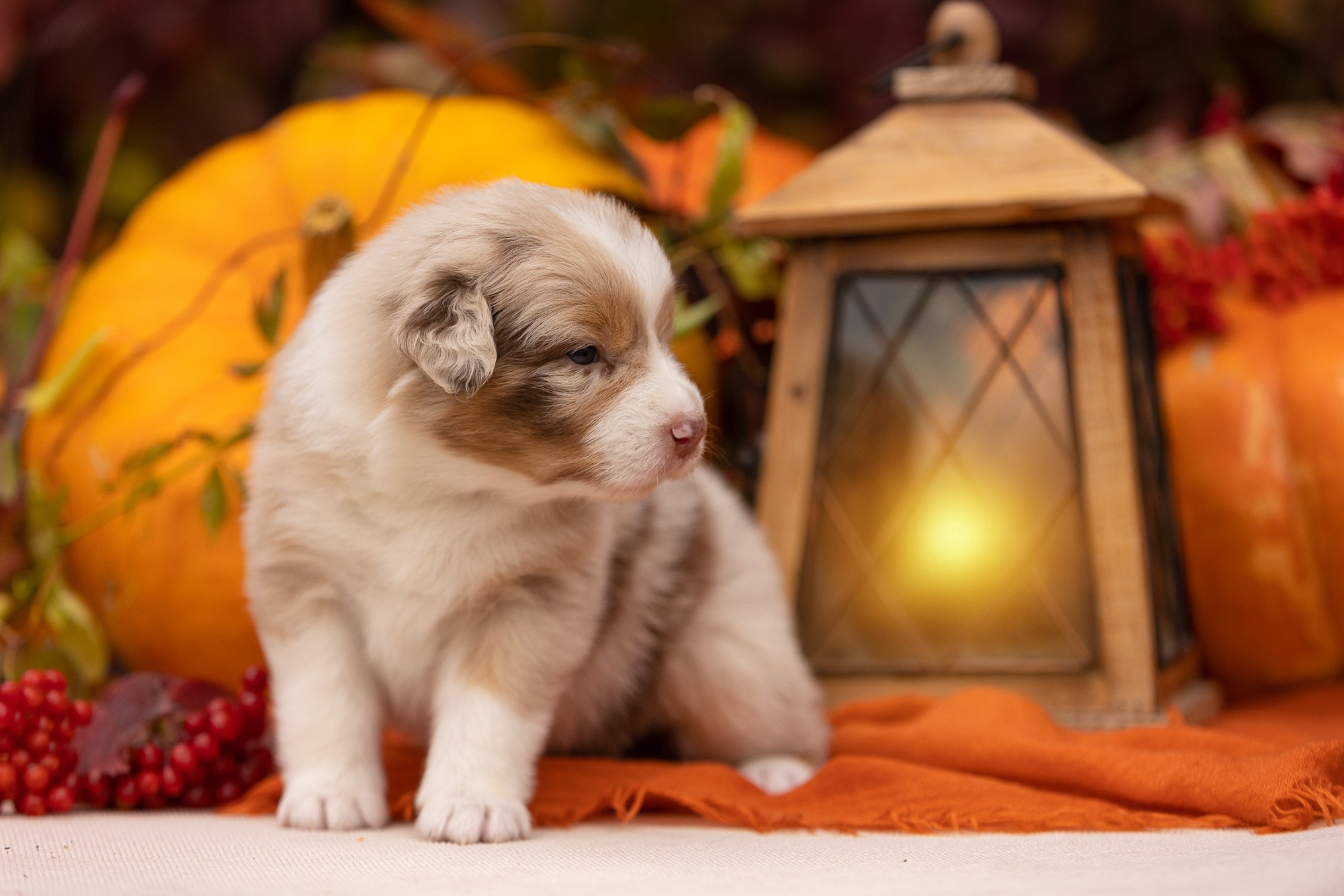 Фотосъёмки щенков. Фотограф-анималист Natalia Deingel | Фотосъемка собак в Москве