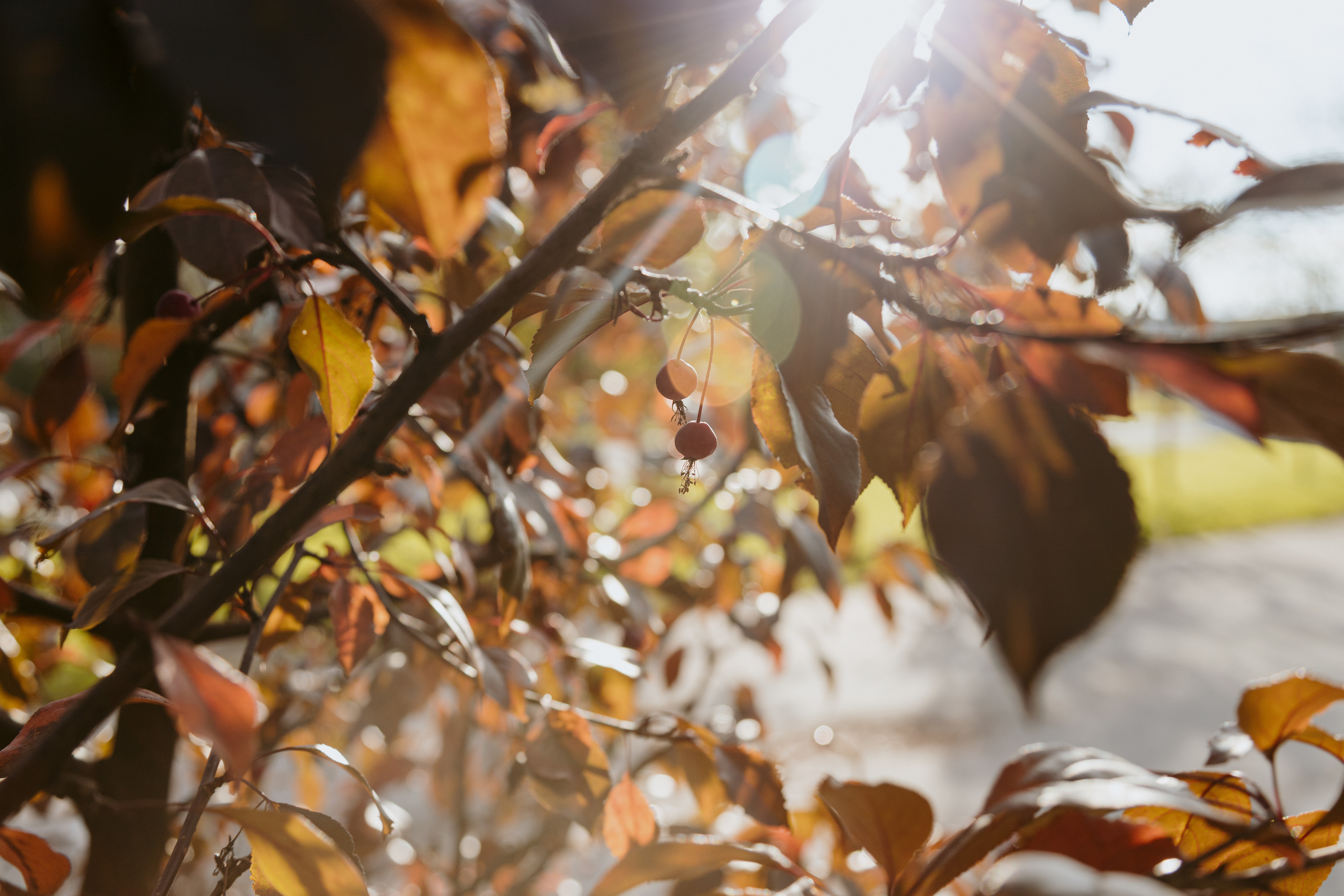 Д & Л. Семейный и свадебный фотограф в Петербурге Евгения и Николай Шевчук