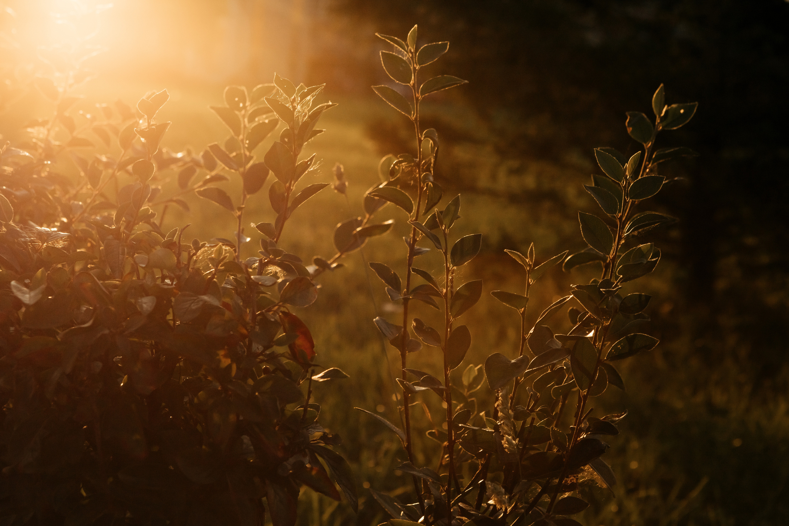 Банкет в честь юбилея. Семейный и свадебный фотограф в Петербурге Евгения и Николай Шевчук