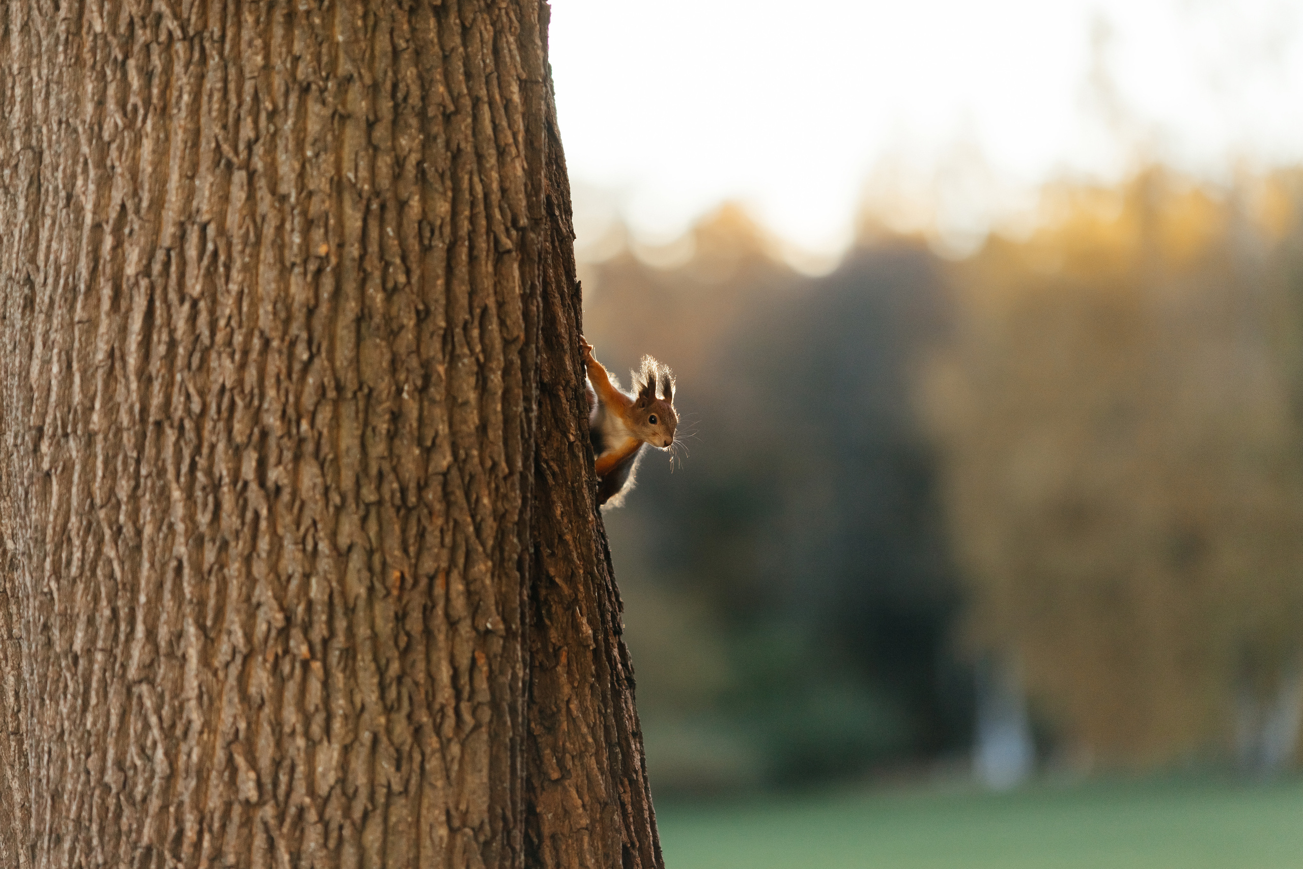 О & М. Семейный и свадебный фотограф в Петербурге Евгения и Николай Шевчук