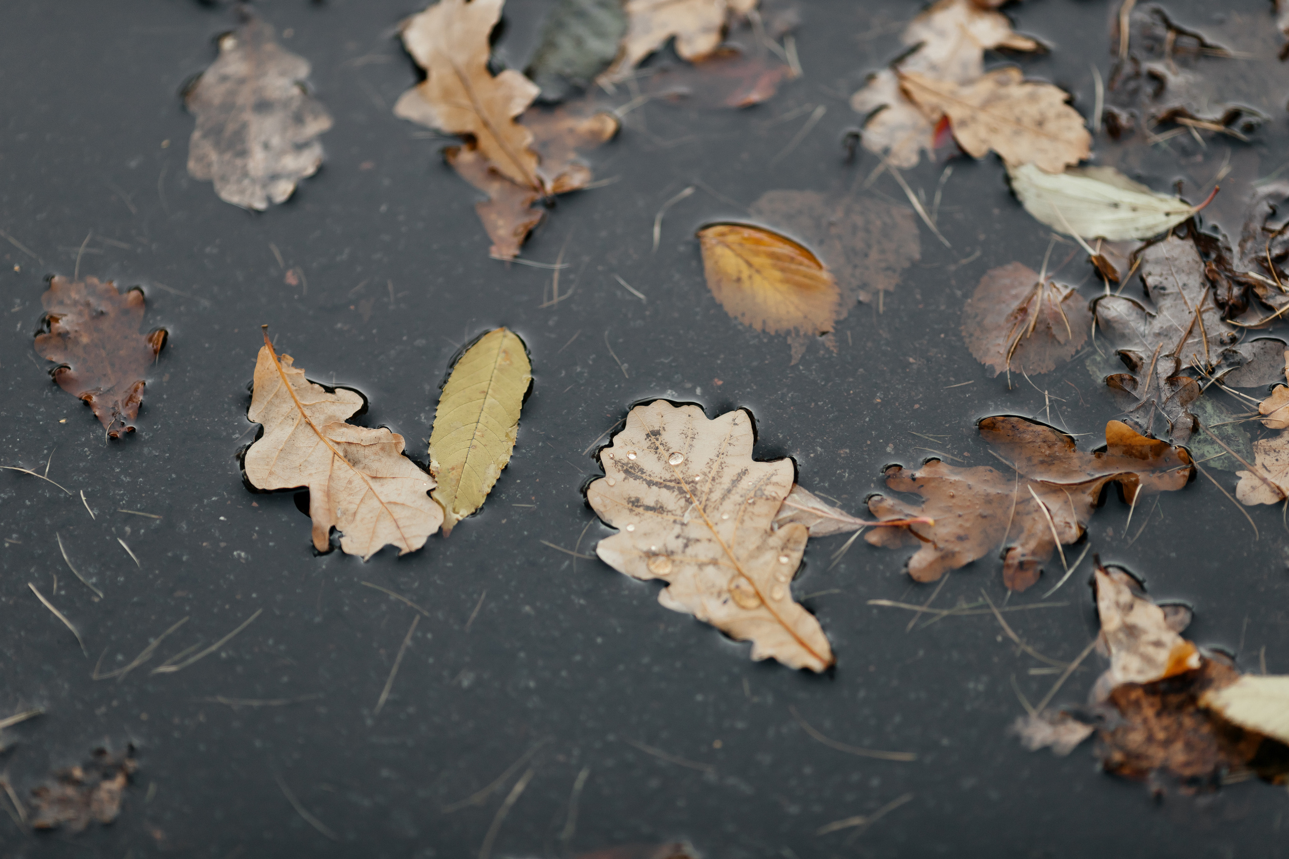 С & А. Семейный и свадебный фотограф в Петербурге Евгения и Николай Шевчук