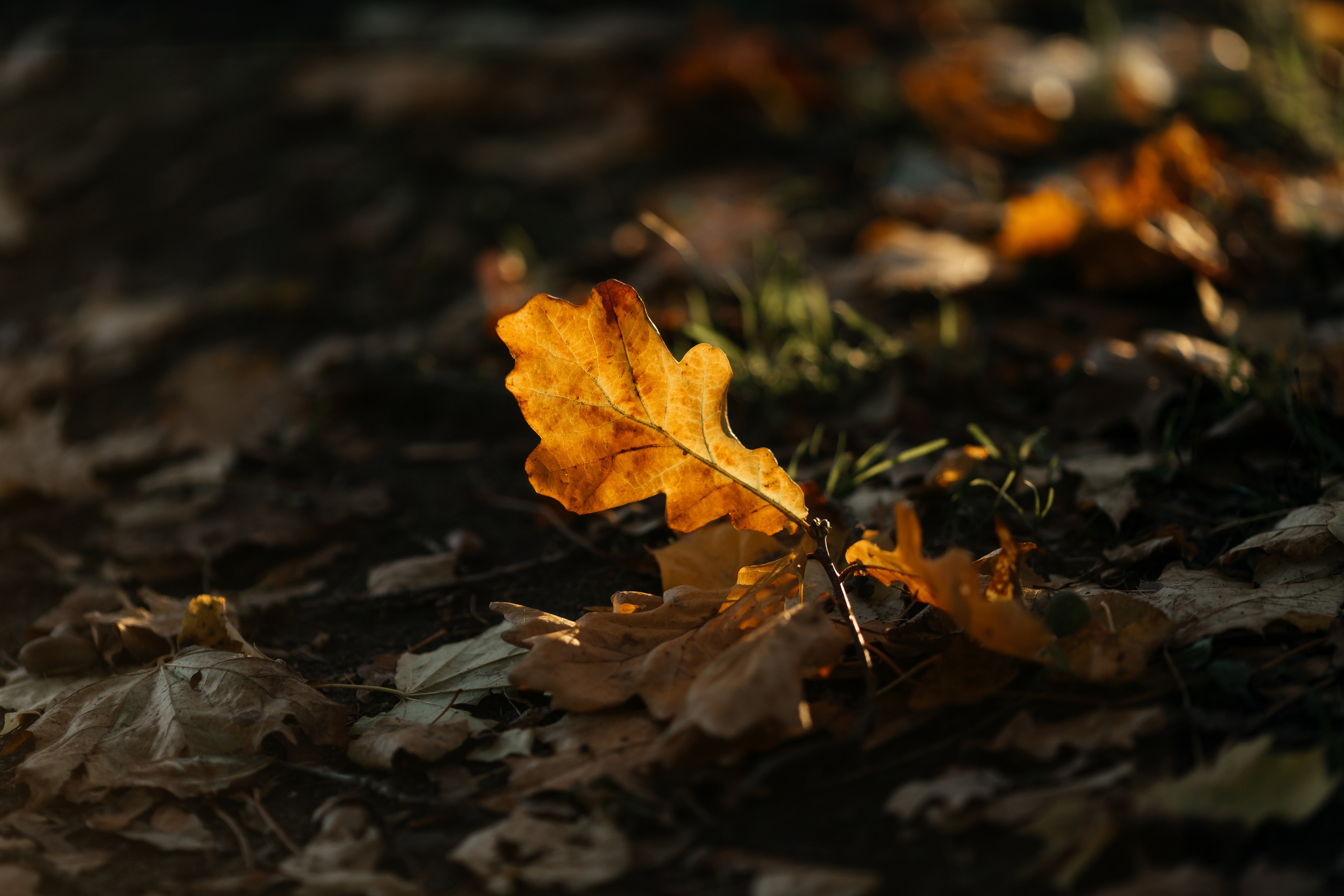 О & М. Семейный и свадебный фотограф в Петербурге Евгения и Николай Шевчук