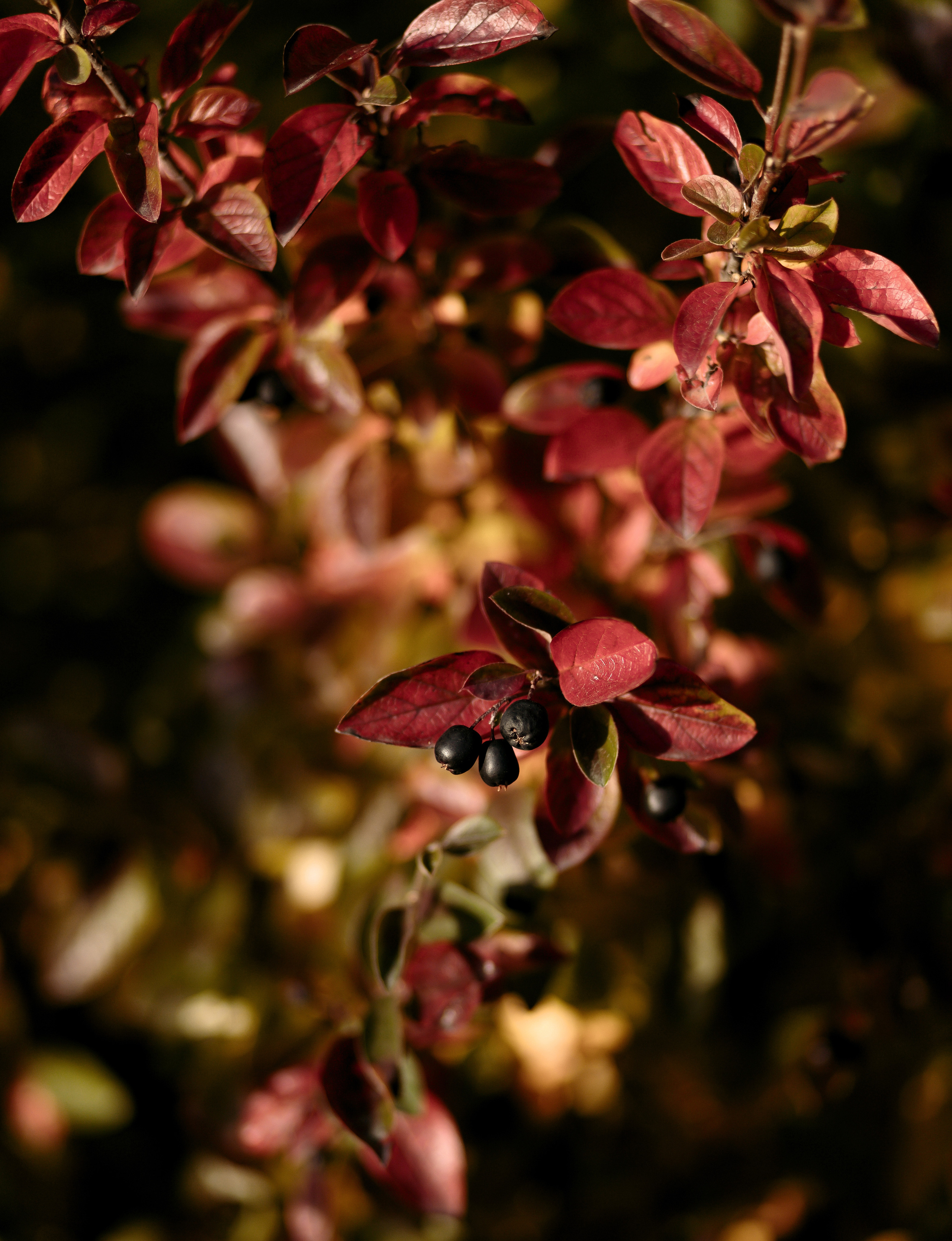 Юля. Семейный и свадебный фотограф в Петербурге Евгения и Николай Шевчук