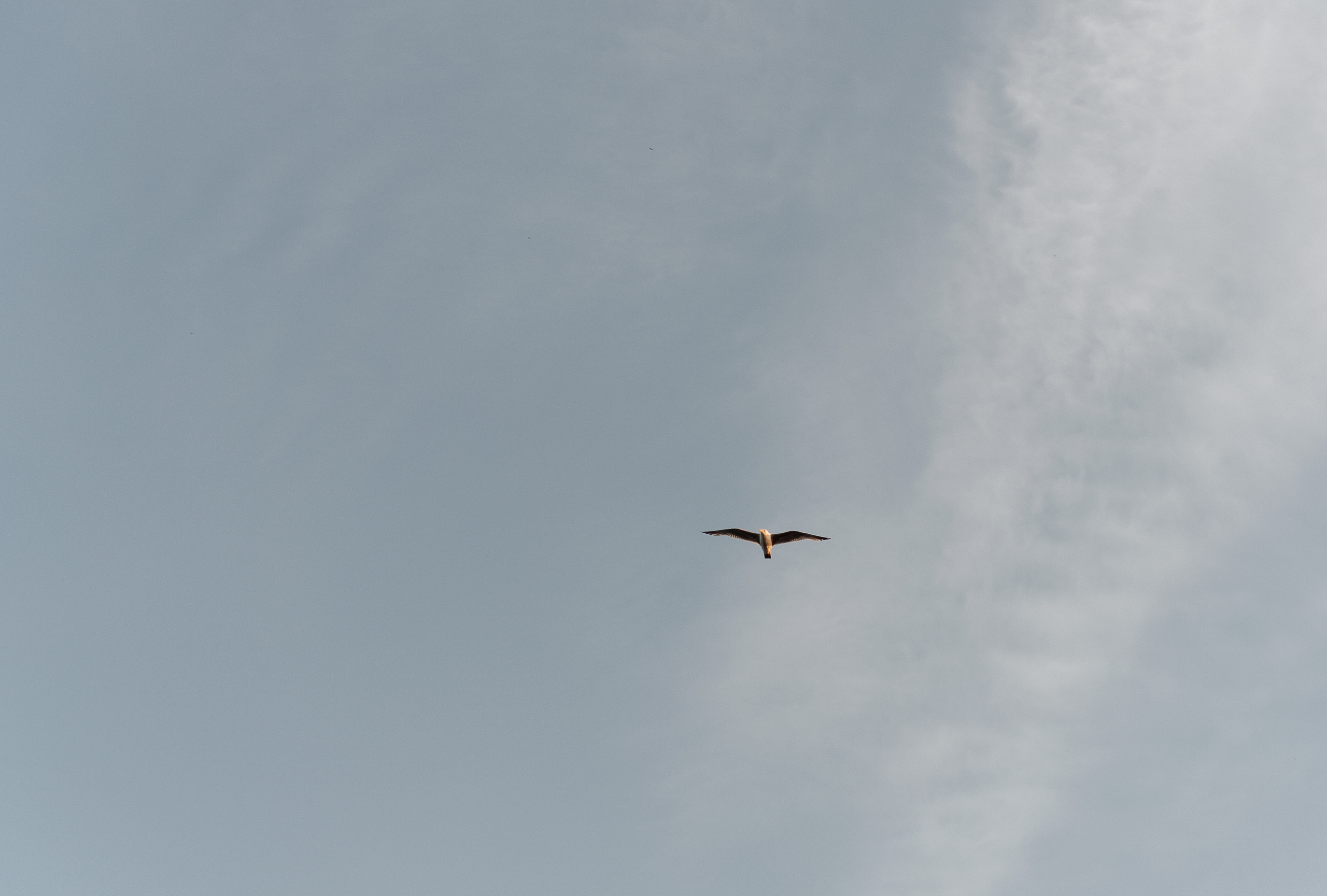 Наташа. Семейный и свадебный фотограф в Петербурге Евгения и Николай Шевчук