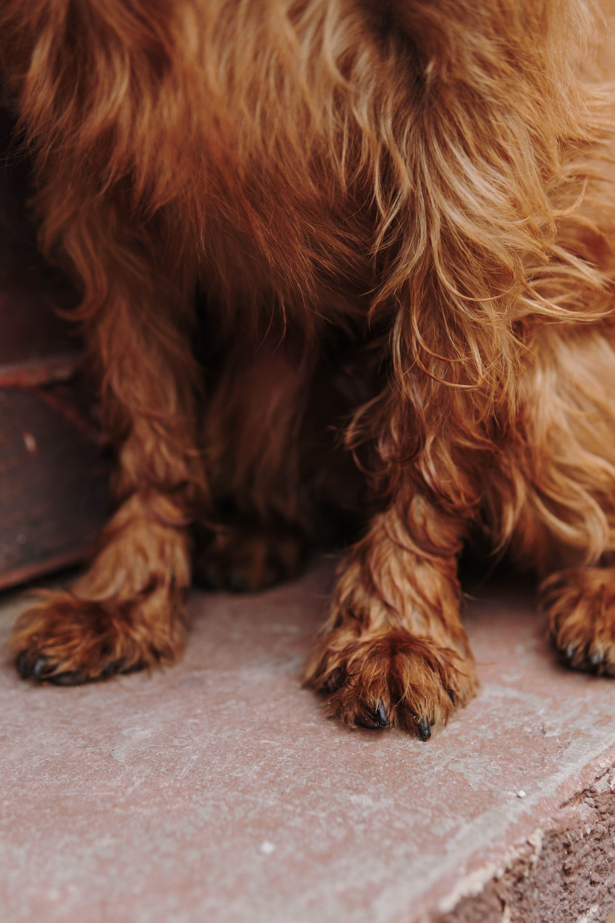 Наташа, Сережа и Хавьер. Фотограф-анималист Ксения Воробьева, Москва