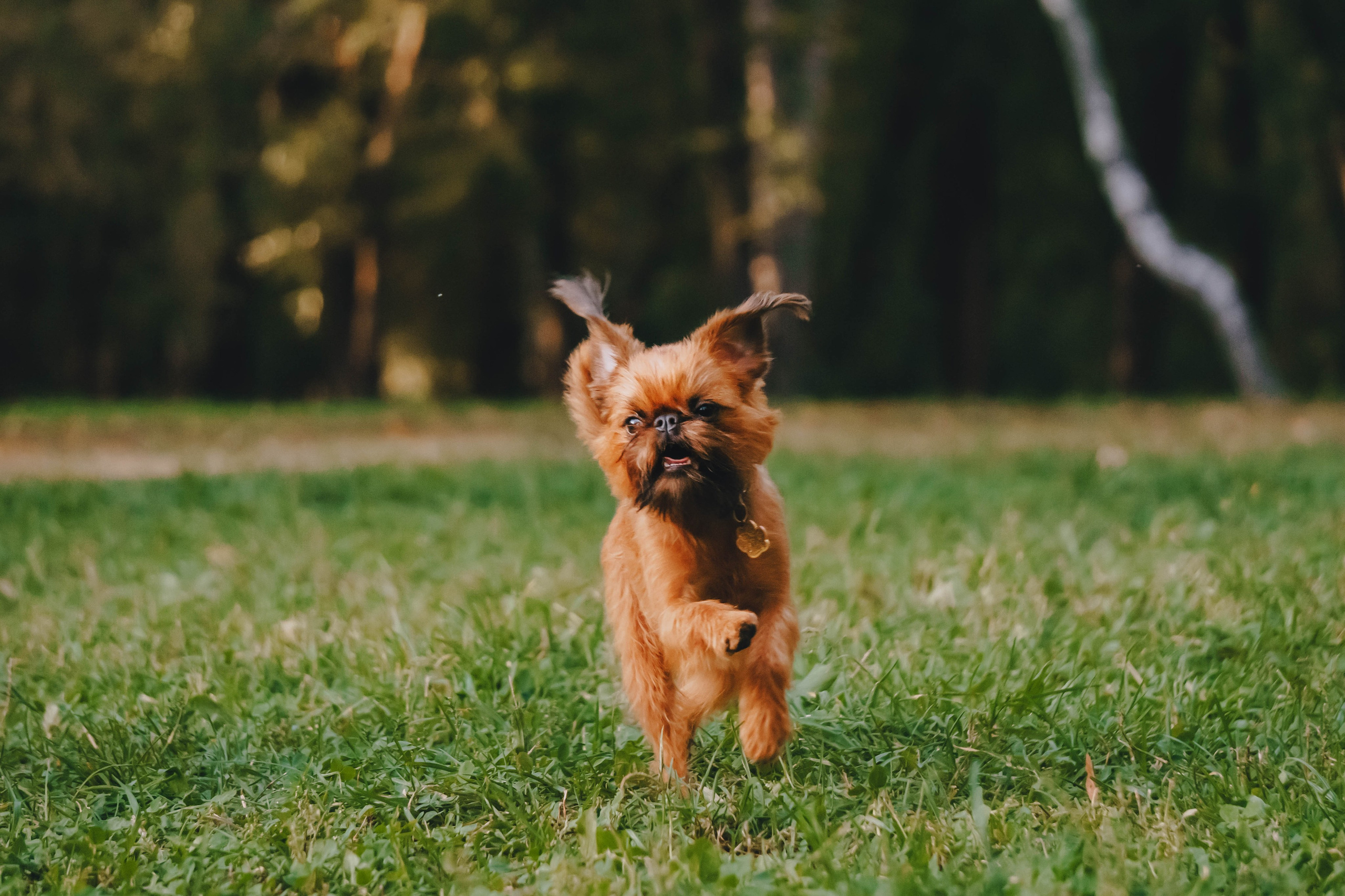 Мини-туса гриффоны и брабансоны. Фотограф-анималист Ксения Воробьева, Москва