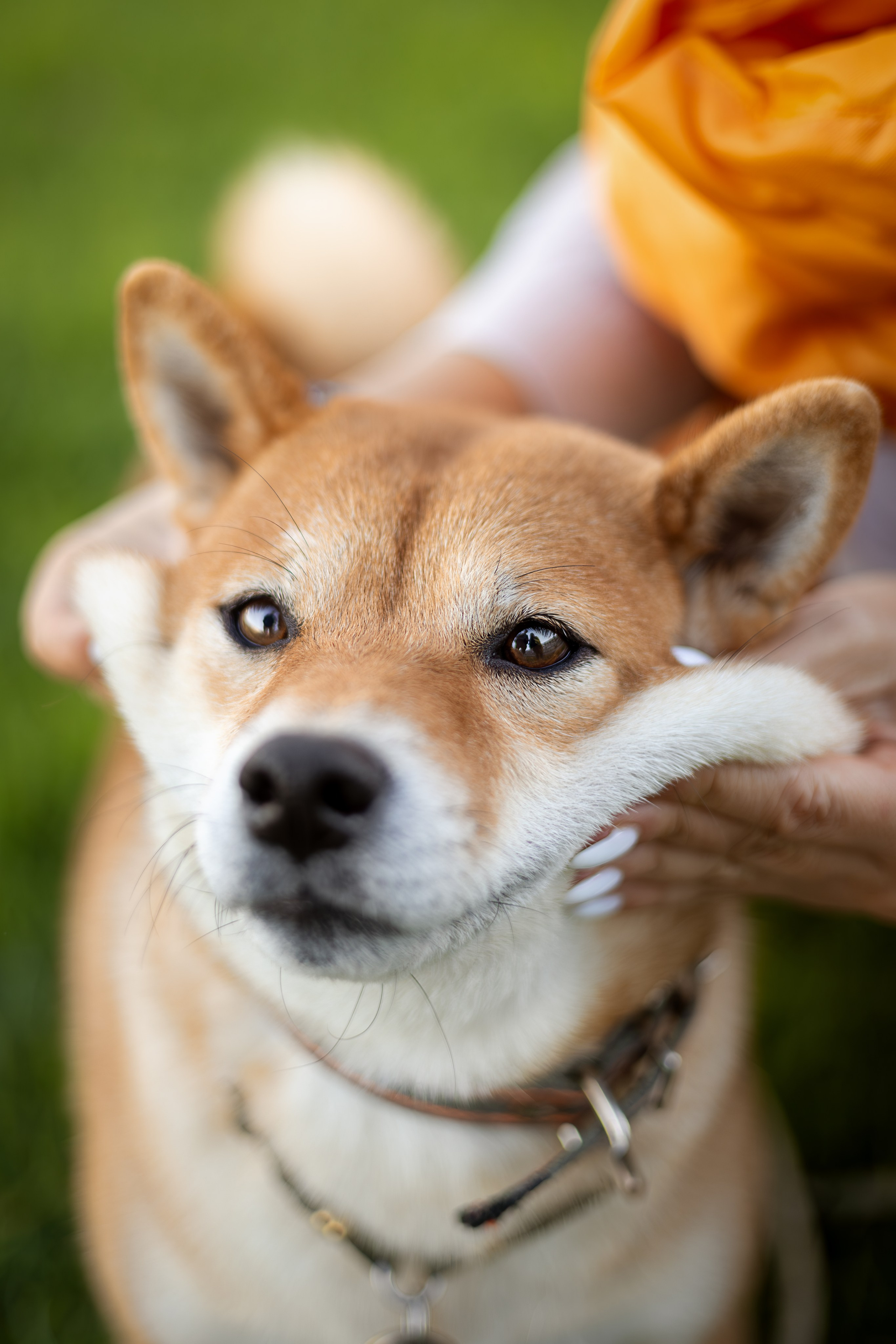 Иви, Сиба-Ину. Ирина Голомб|Фотограф-анималист в  Сочи и Калининграде