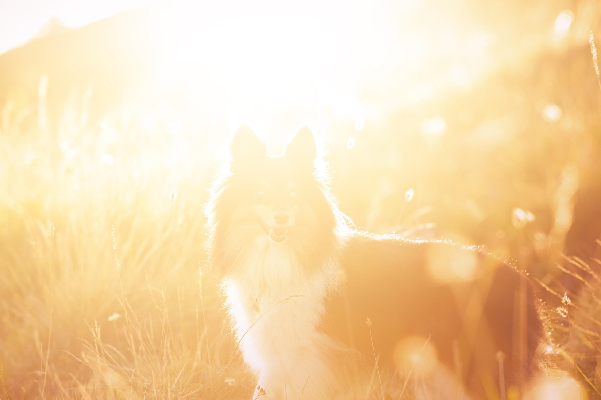 Мята, Шелти. Ирина Голомб|Фотограф-анималист в  Сочи и Калининграде