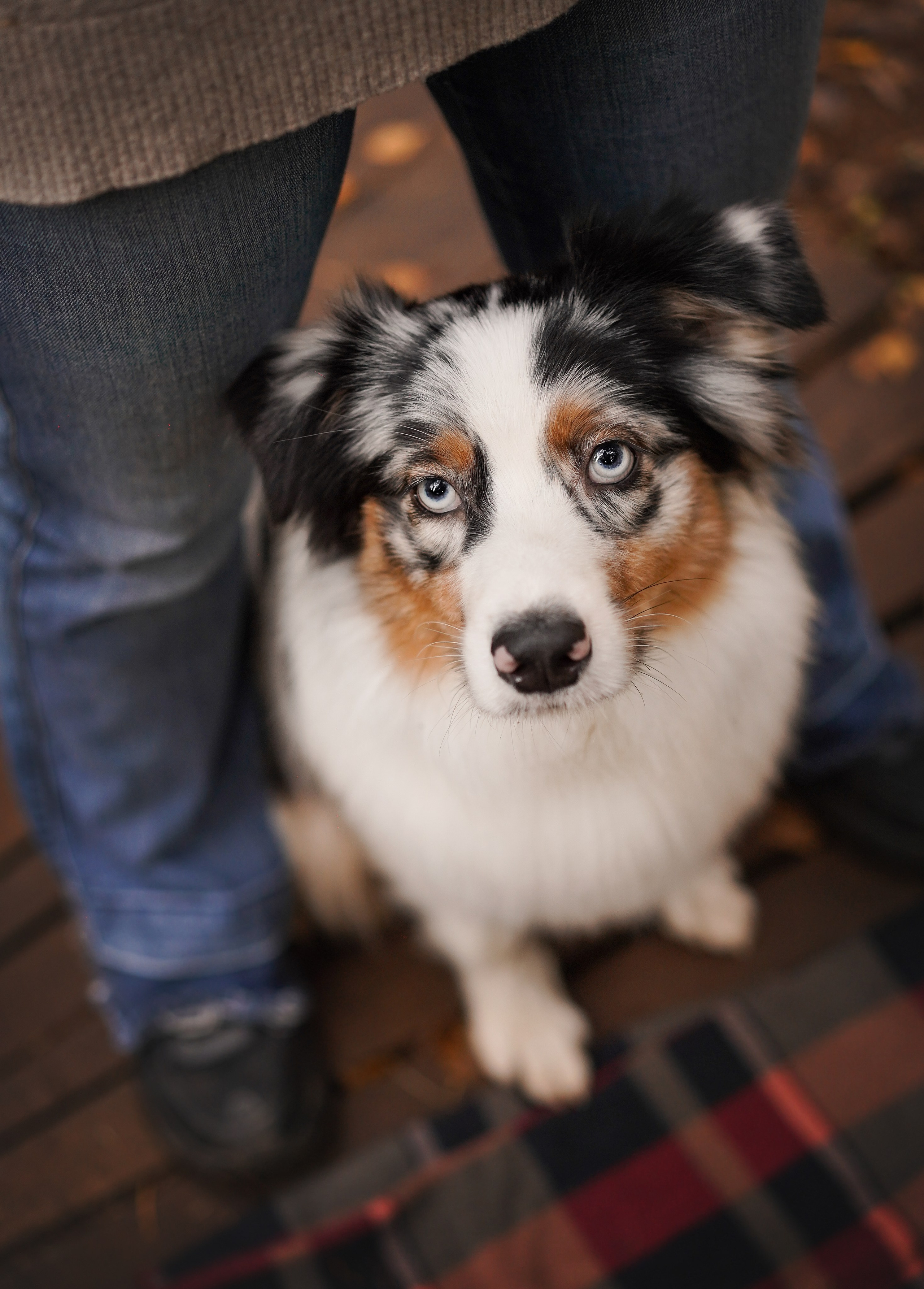 Соня Гавриил и Юкки. Фотограф-анималист в Санкт-Петербурге Яна Мартынова