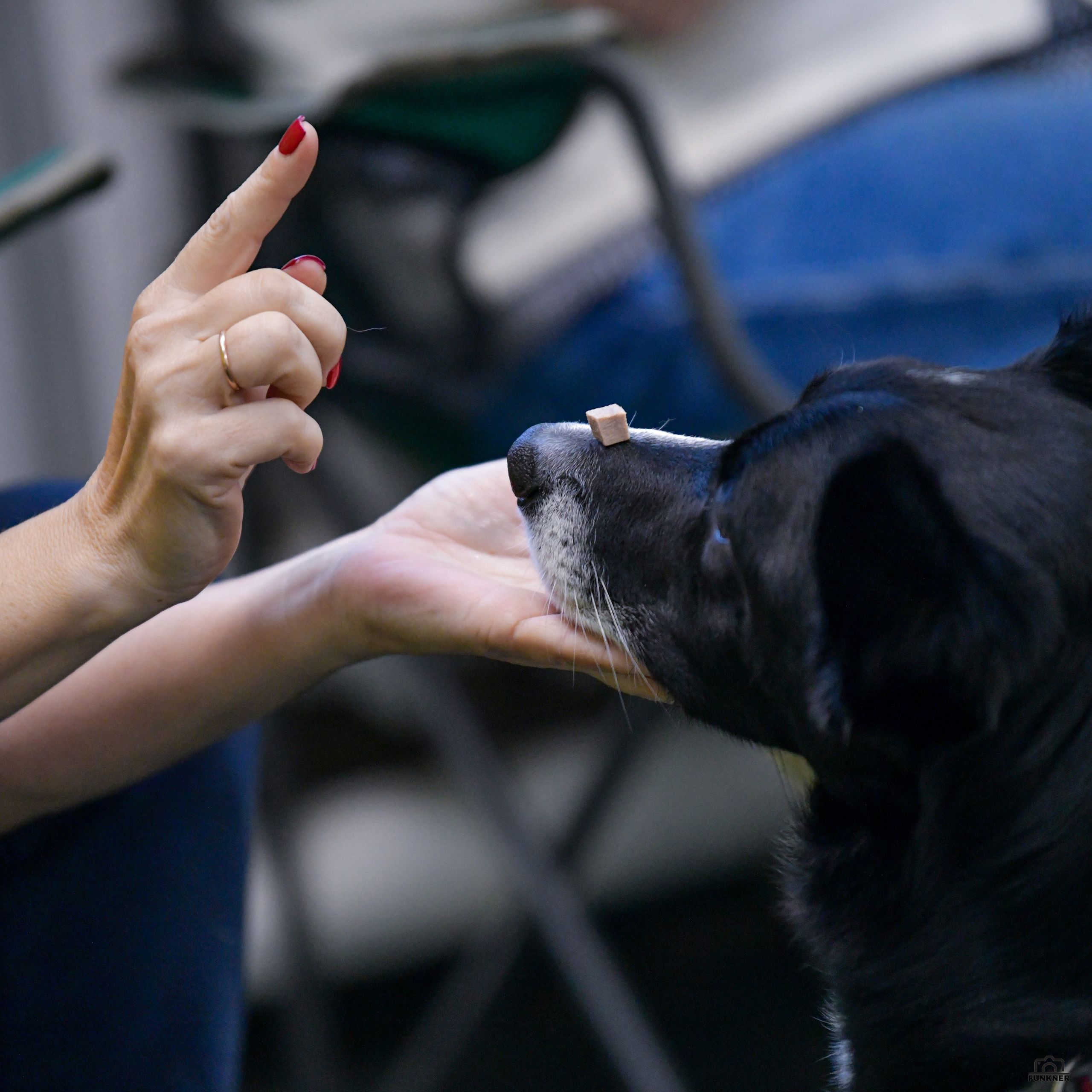 Кинологический клуб «Бодрый хвост». Свой взгляд через объектив