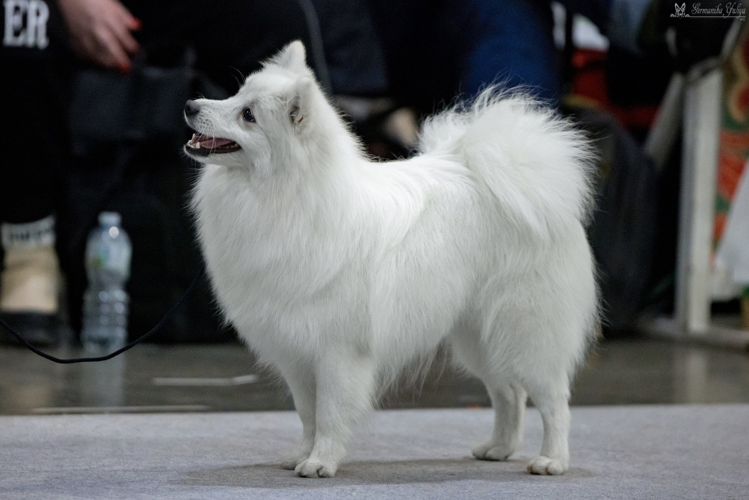 ЕВРАЗИЯ 18-19.11.2023. Фотограф-анималист Юлия Германика