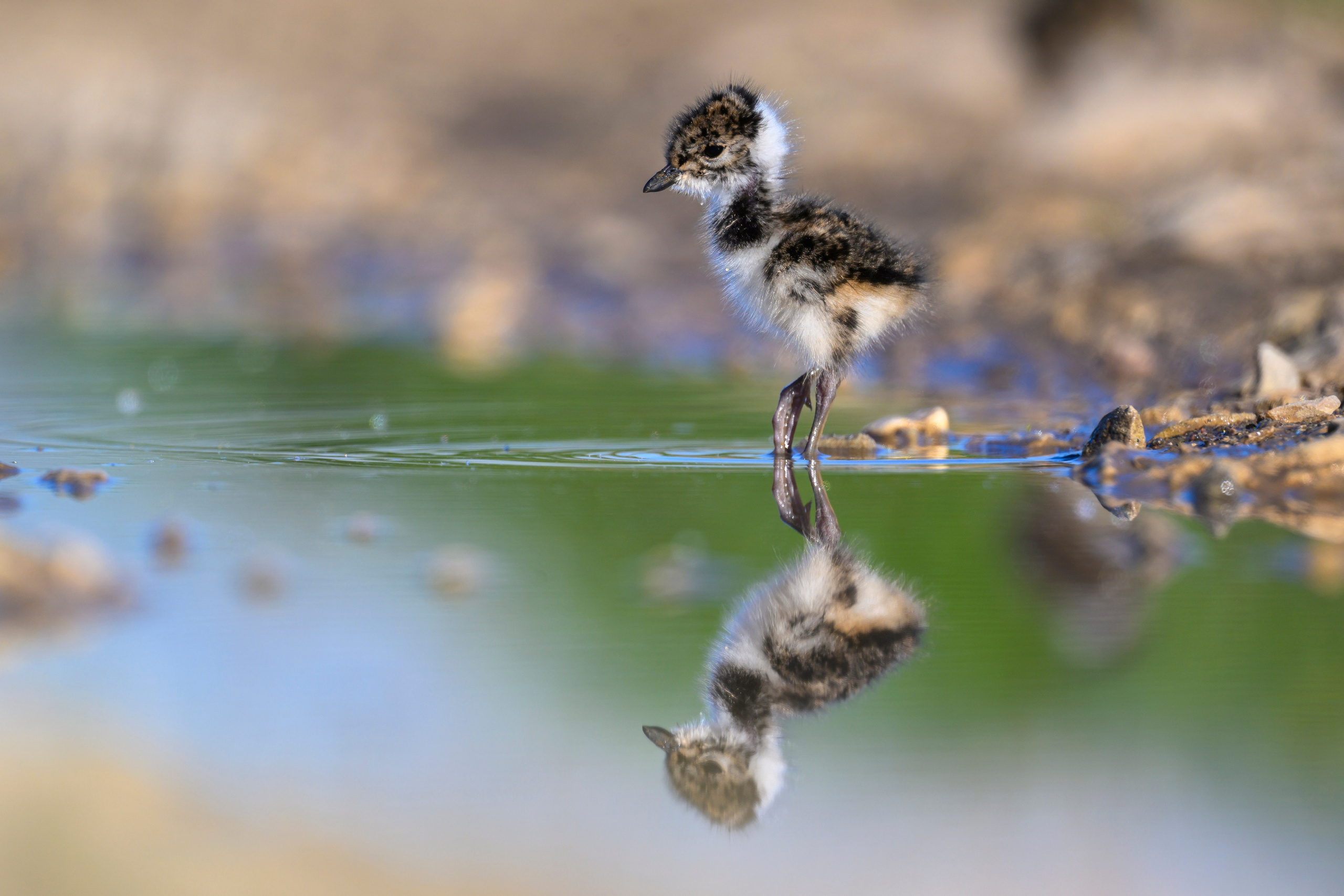 Чибисята. Wildlife photography by Sergey Puponin