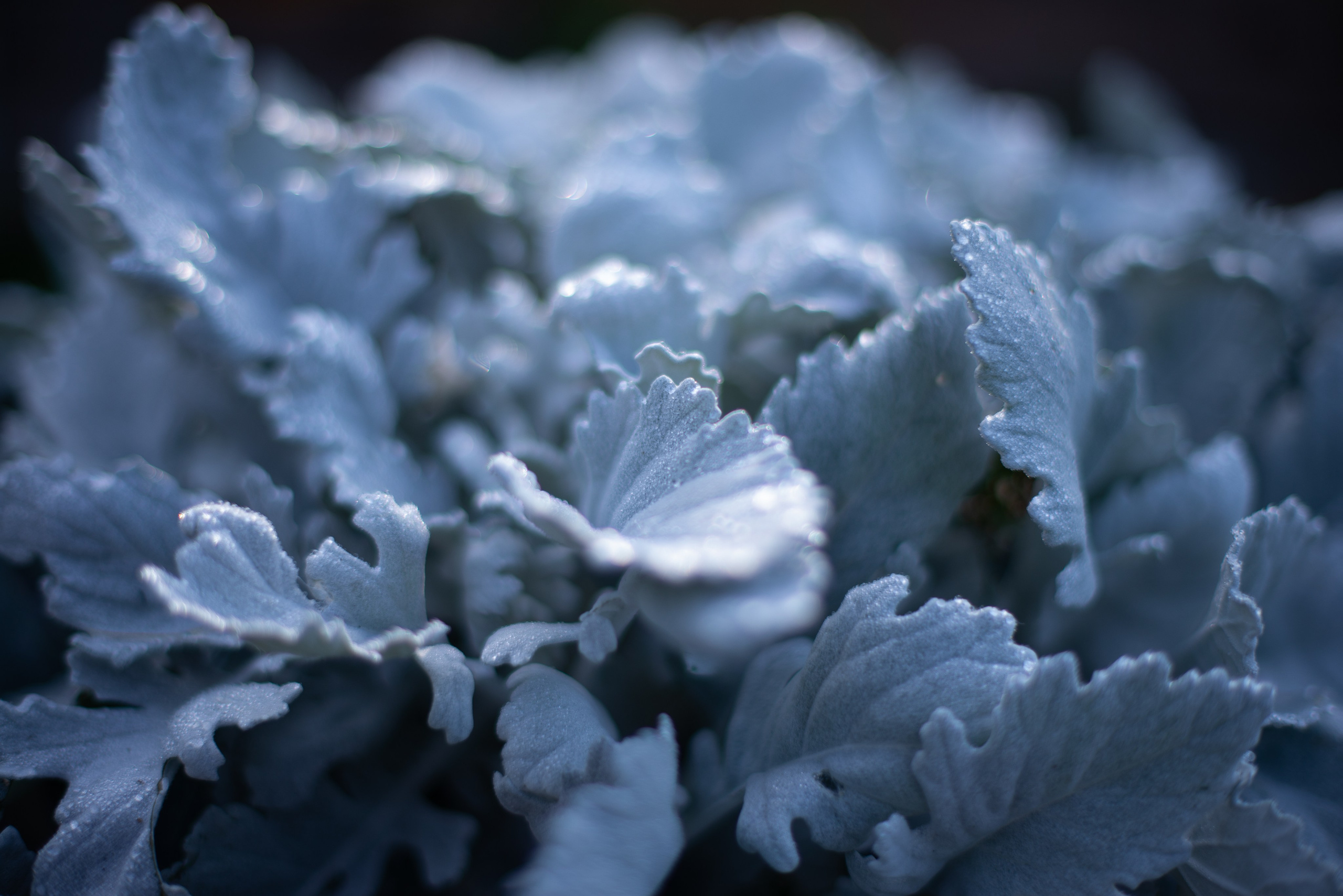 Цветы сада МГУ. Victoria Radjevna Репортажный Фотограф — Видеограф Москва • Санкт-Петербург