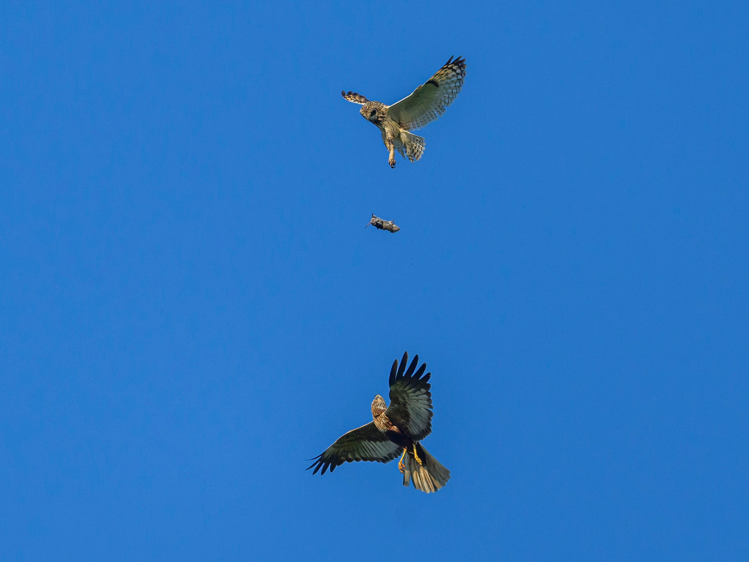 Луни. Wildlife photography by Sergey Puponin