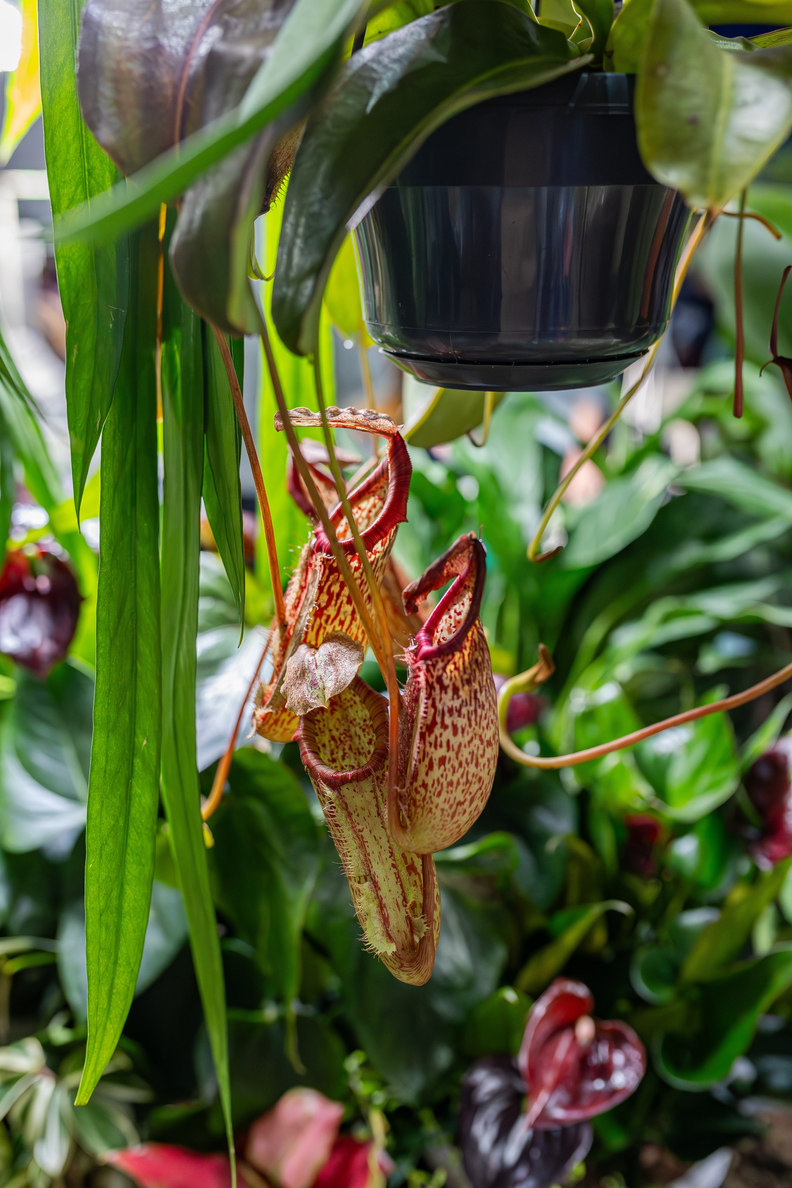 Монстериум апрель 2026. Александра Куликова фотограф, Москва