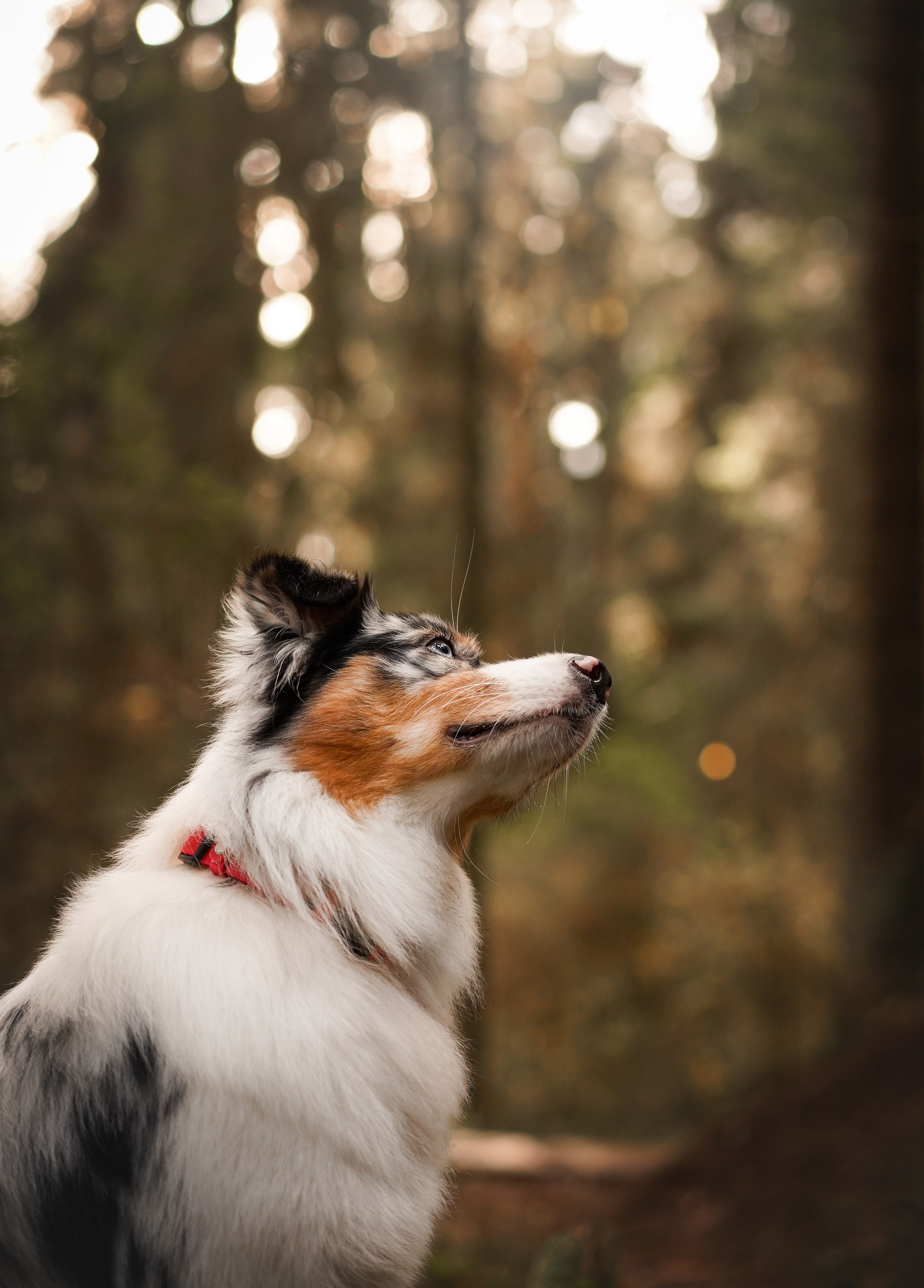Соня Гавриил и Юкки. Фотограф-анималист в Санкт-Петербурге Яна Мартынова