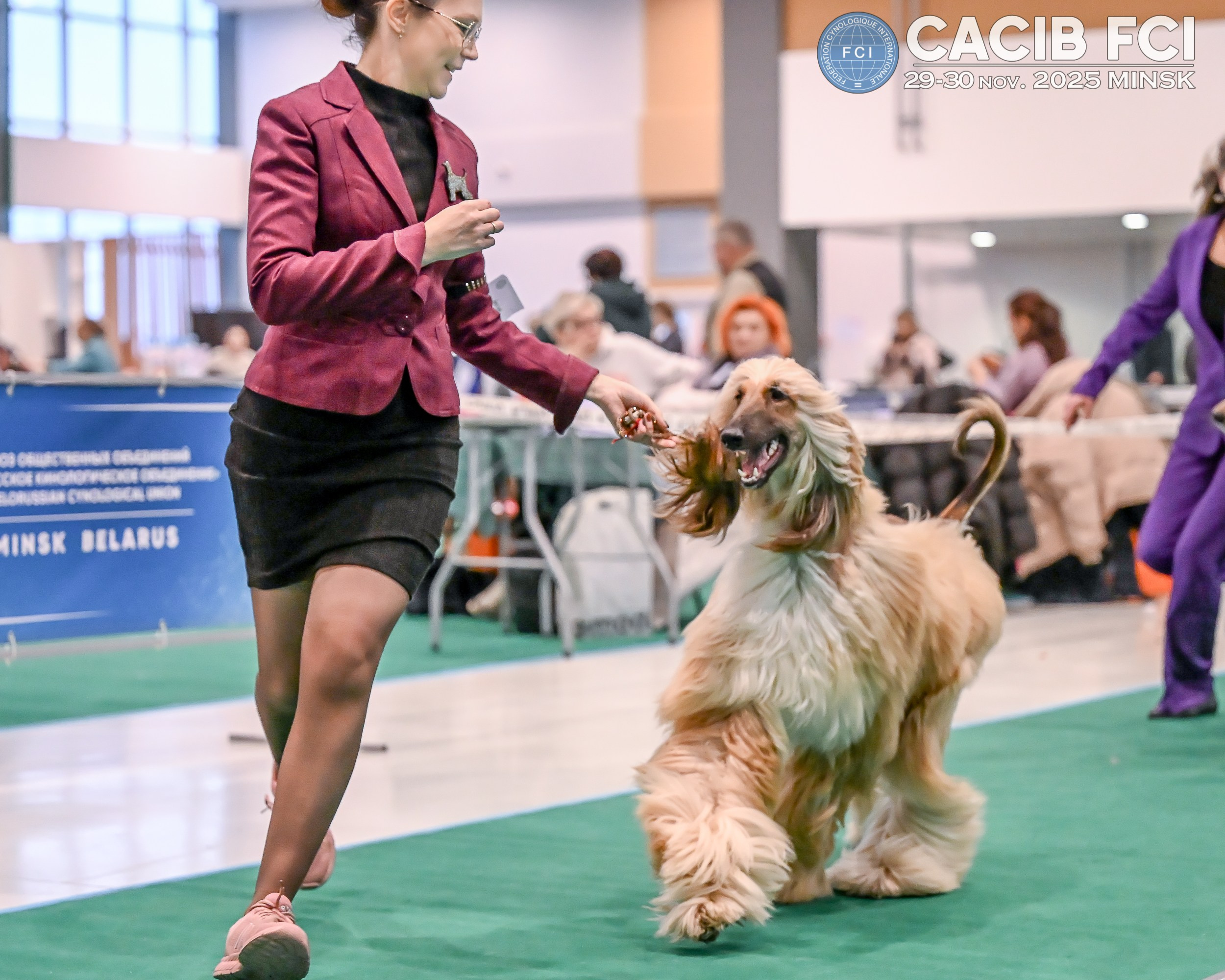 Международная выставка собак СACIB FCI 29-30.11.2025. Галерея фотографий афганской борзой