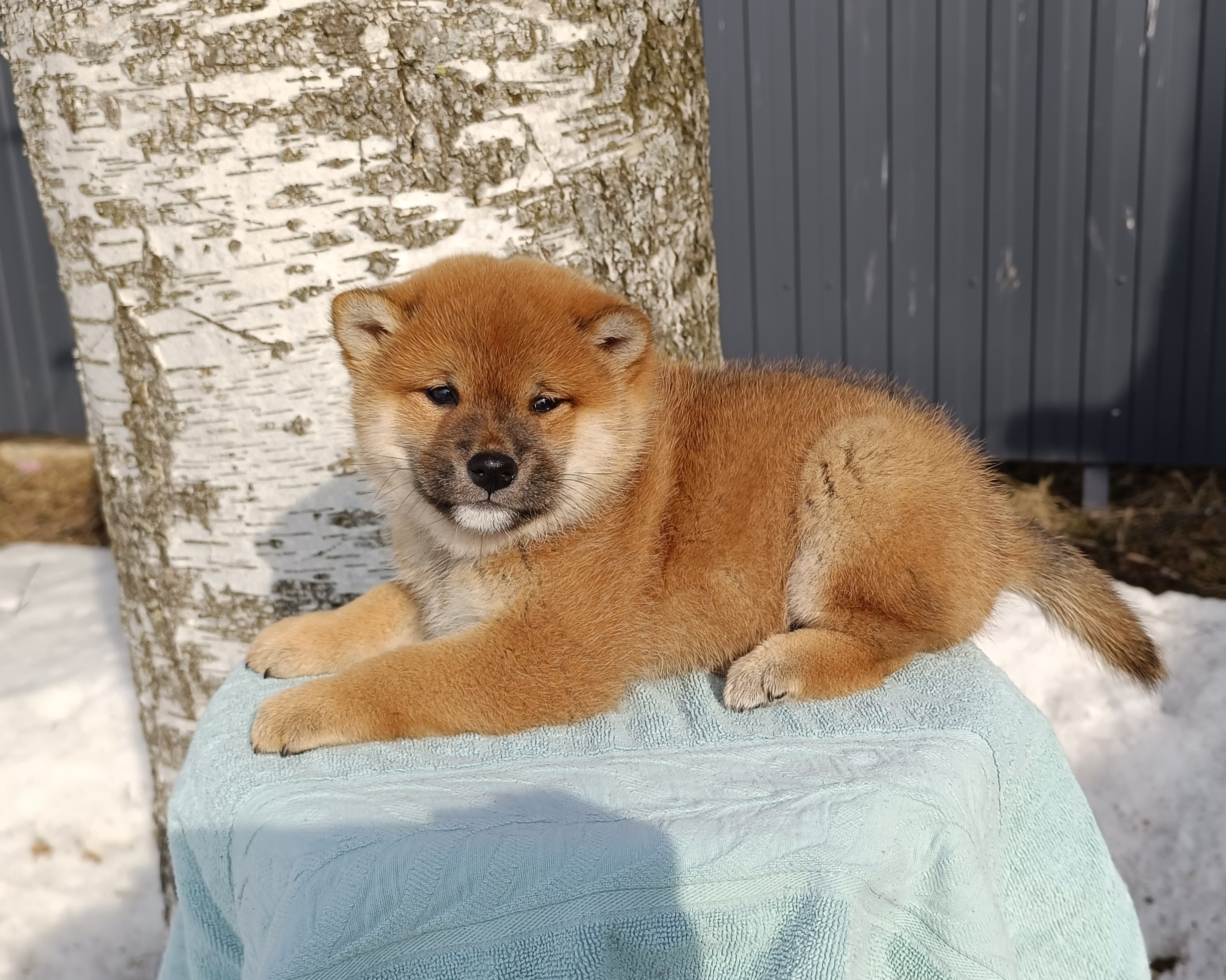 Сиба Rubylight Ellis питомник Рубилайт 