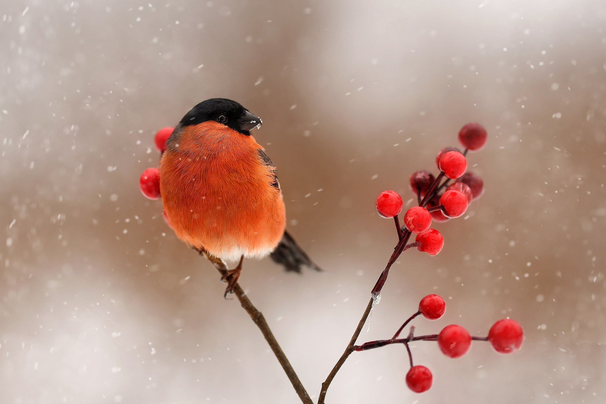 Ваш питомец. Портфолио