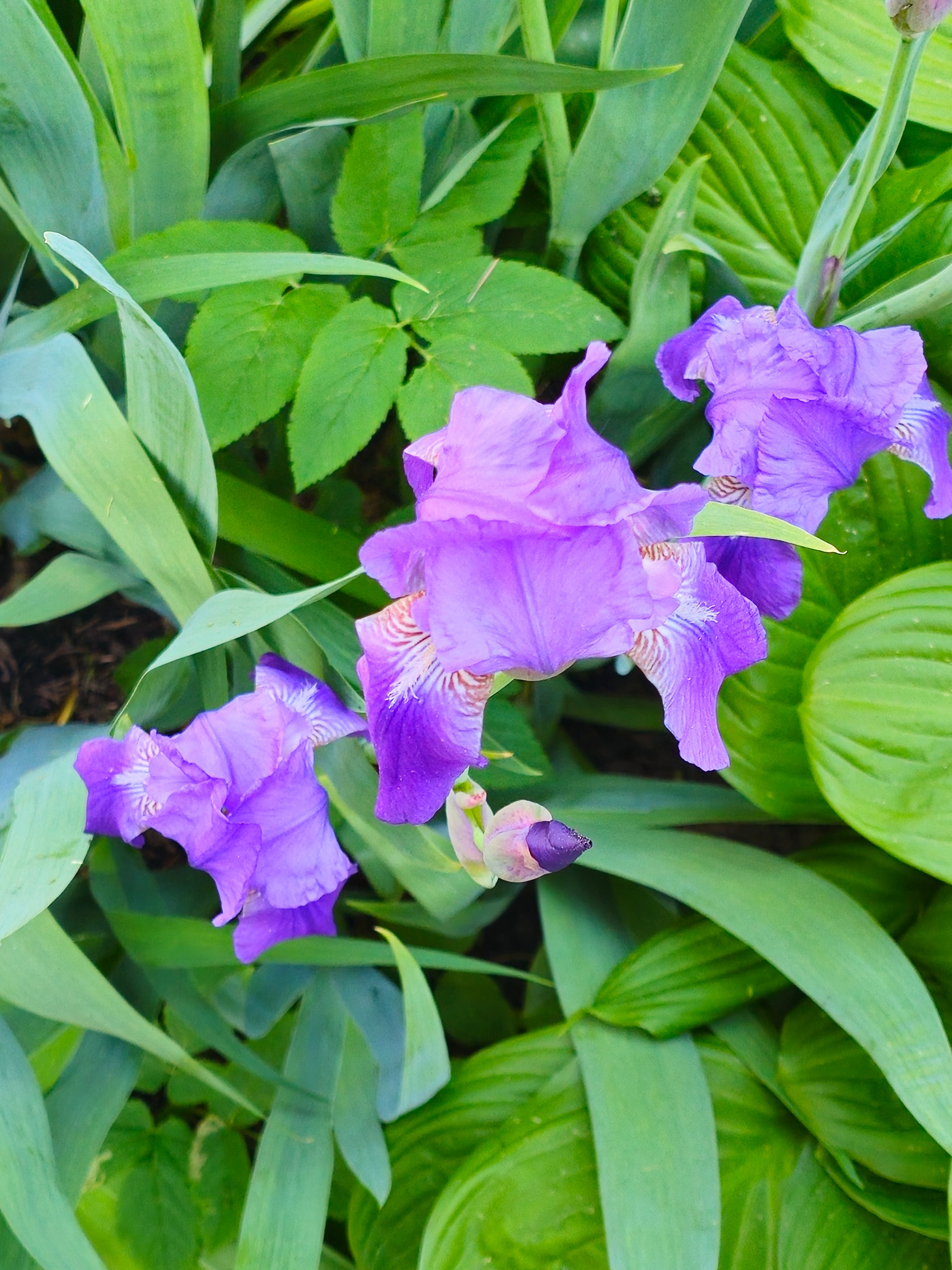 Три красиво цветущих крупных цветка ириса в зеленой траве, вид сверху, цветочный фон