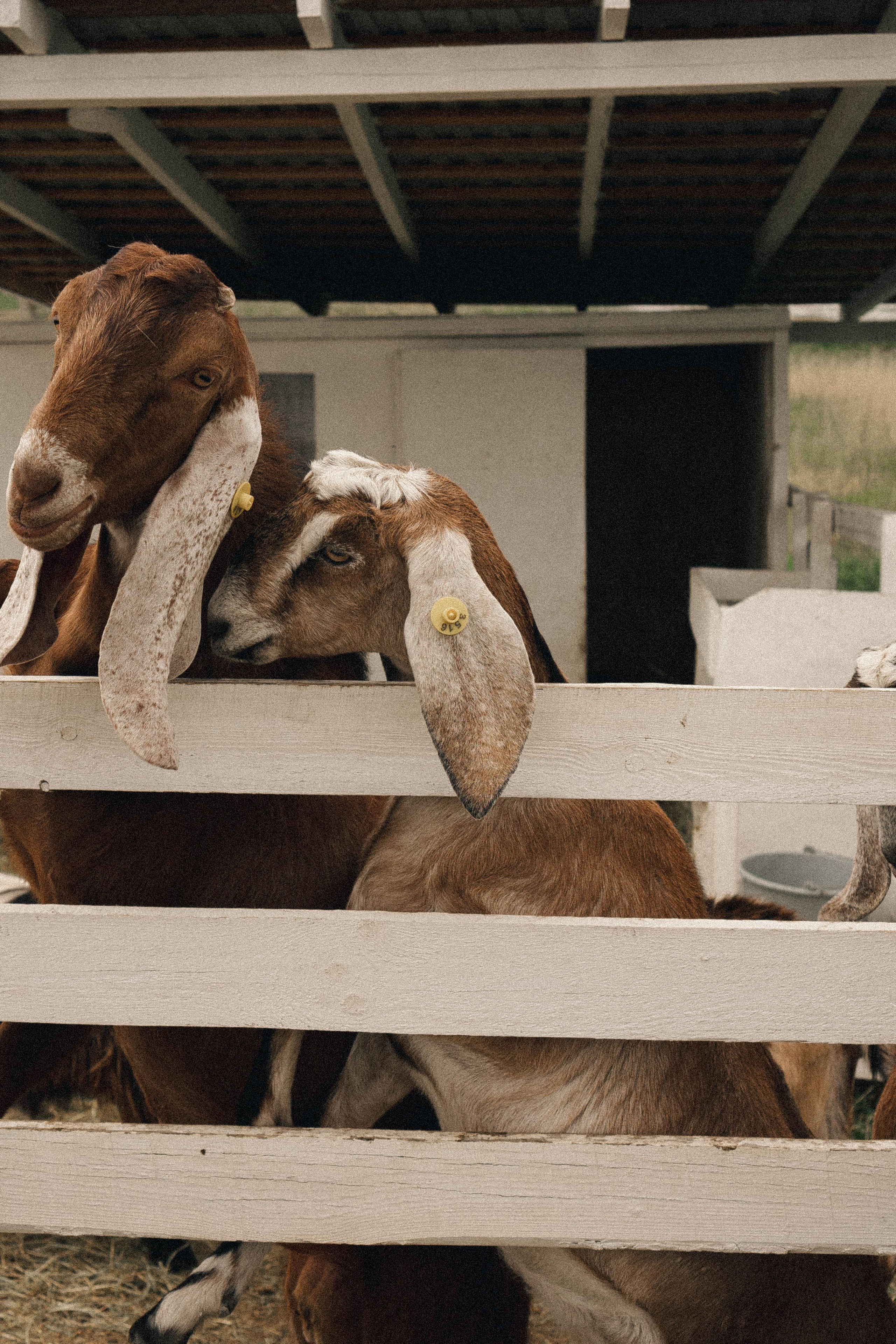 Ферма Альпак. Профессиональный фотограф, Санкт-Петербург — Виктория Богомолова