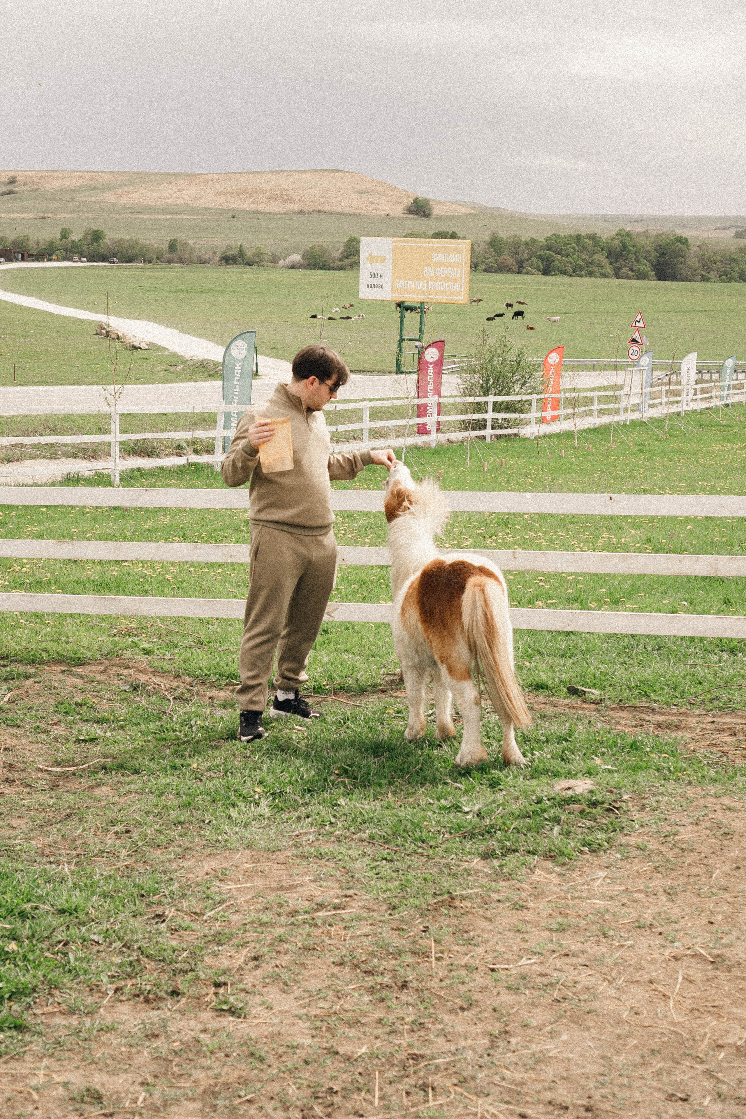 Ферма Альпак. Профессиональный фотограф, Санкт-Петербург — Виктория Богомолова
