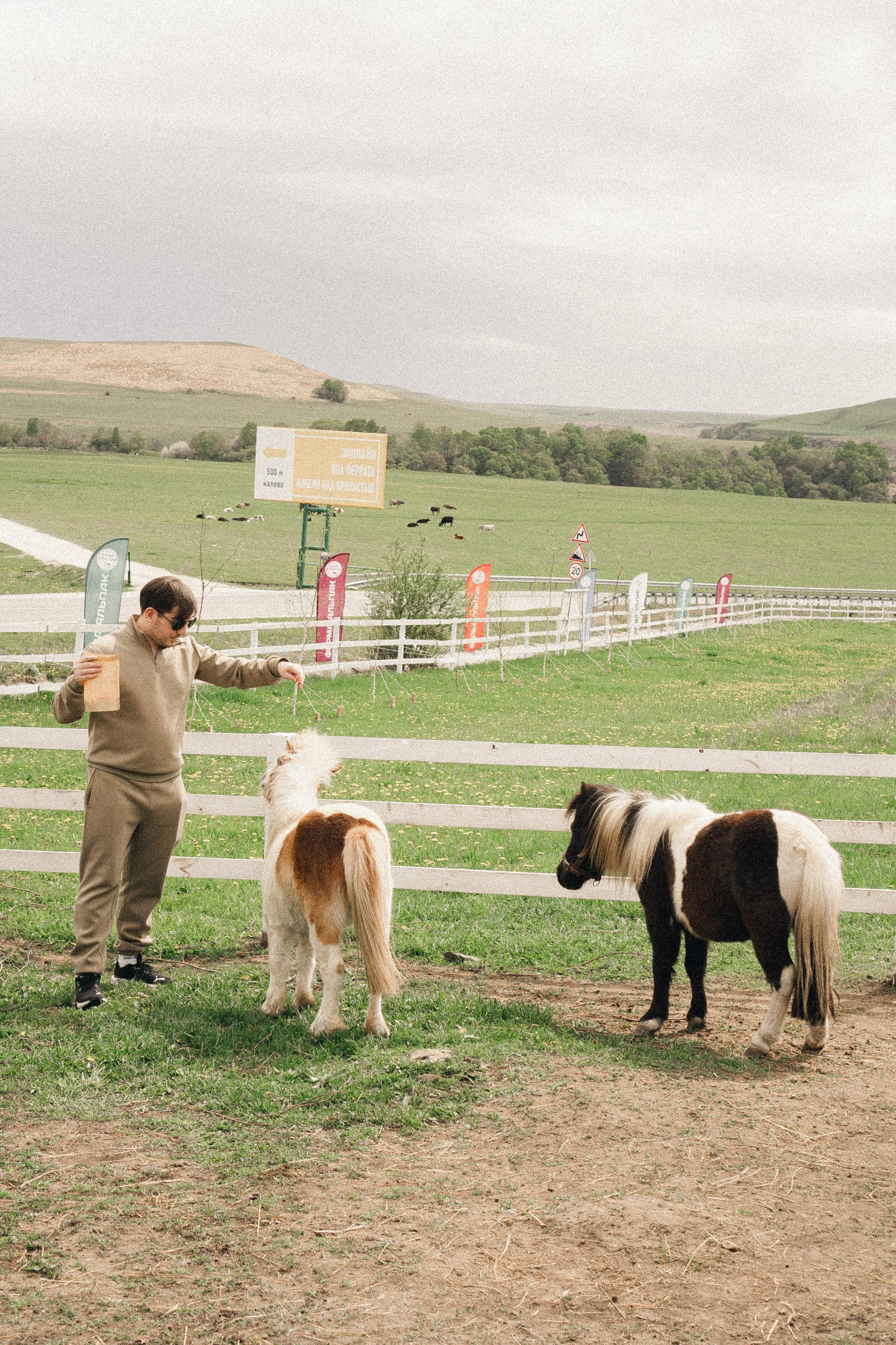 Ферма Альпак. Профессиональный фотограф, Санкт-Петербург — Виктория Богомолова