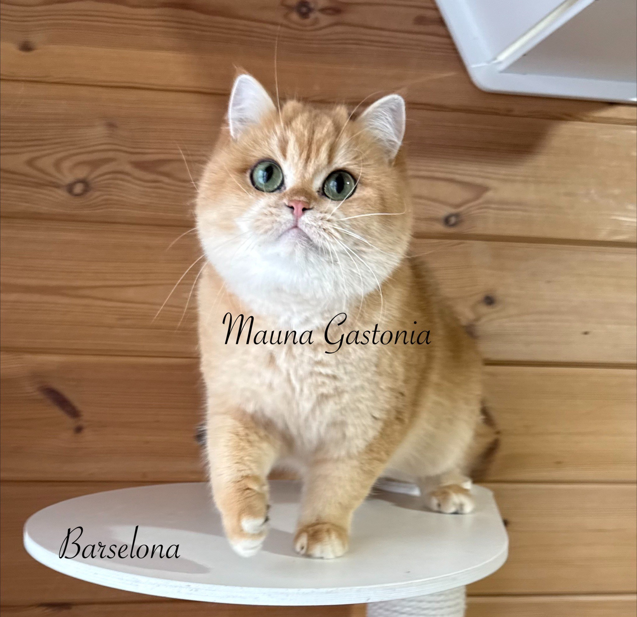 Barselona. Mauna Gastonia