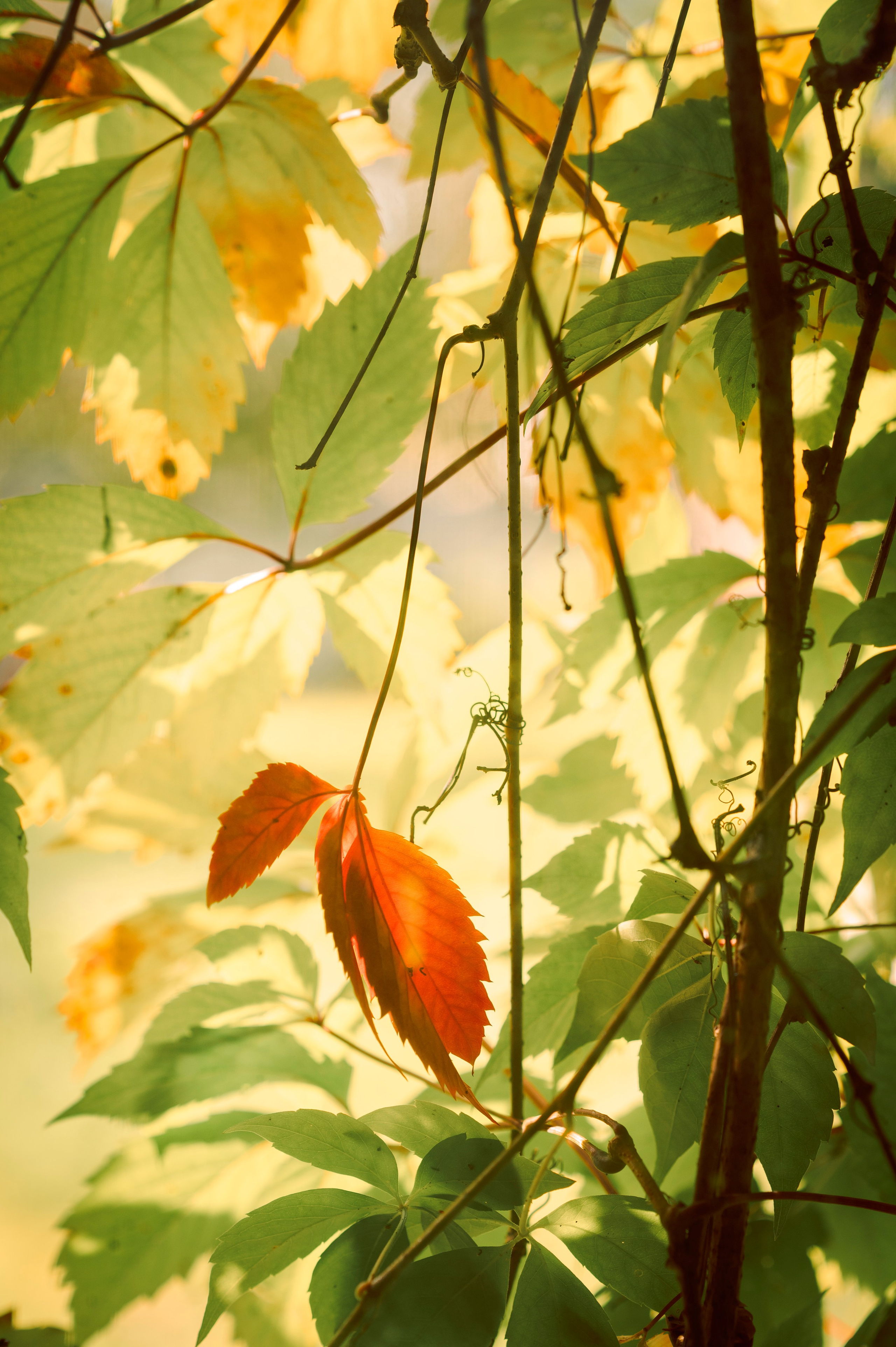 Осень во всей красе. Анна Боровикова, фотограф Пушкино