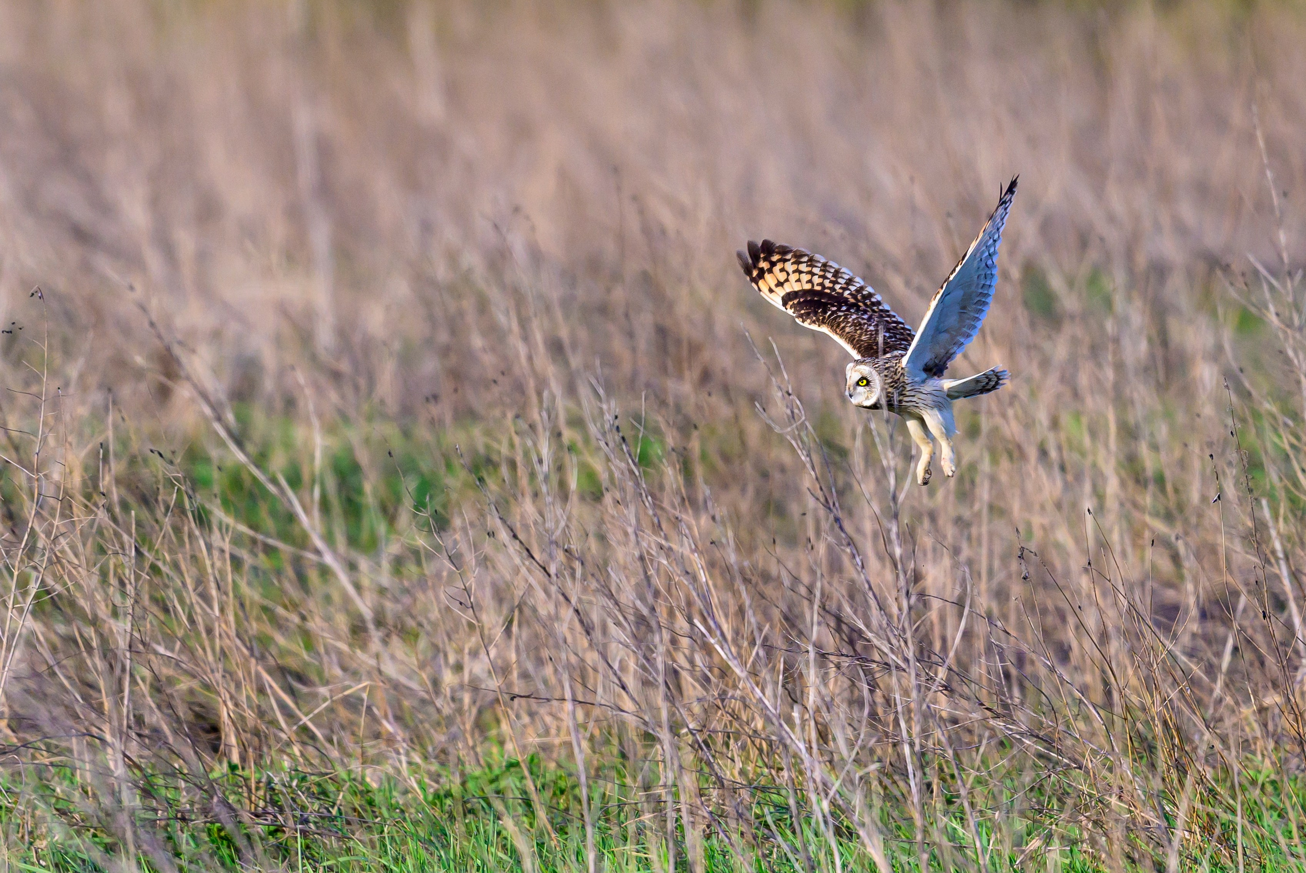 Совы и сороки. Wildlife photography by Sergey Puponin