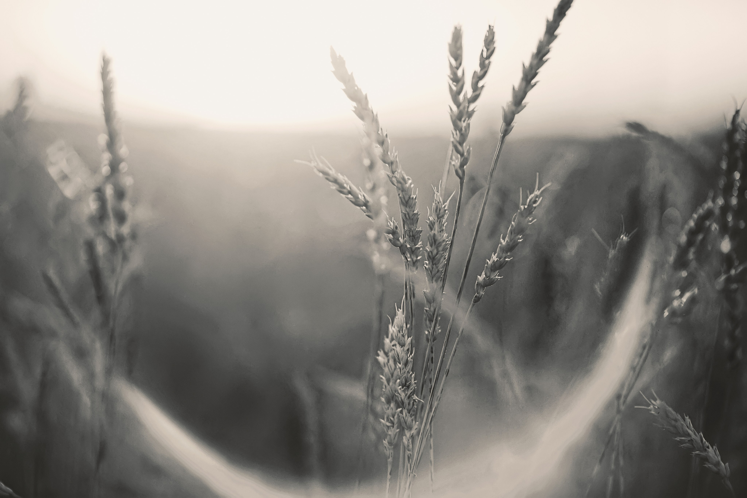 А & И. Свадебный, семейный и индивидуальный фотограф в Зеленограде и Москве Ирина Костенко