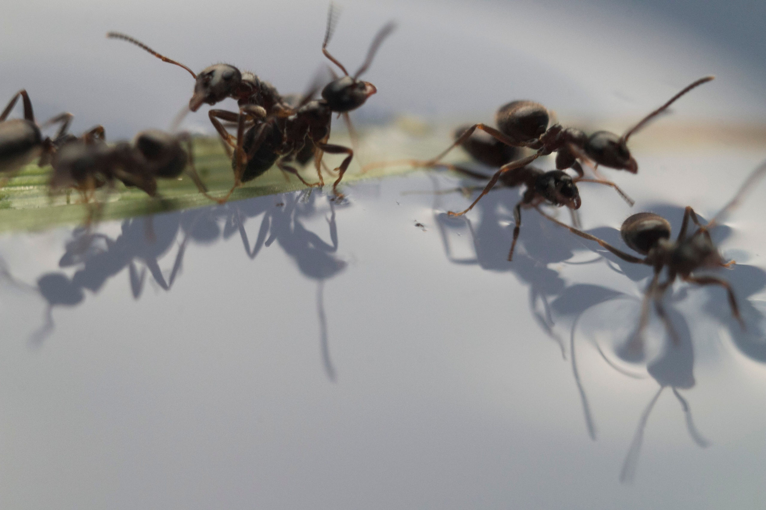 Макро. Фотограф Лагутин Анатолий