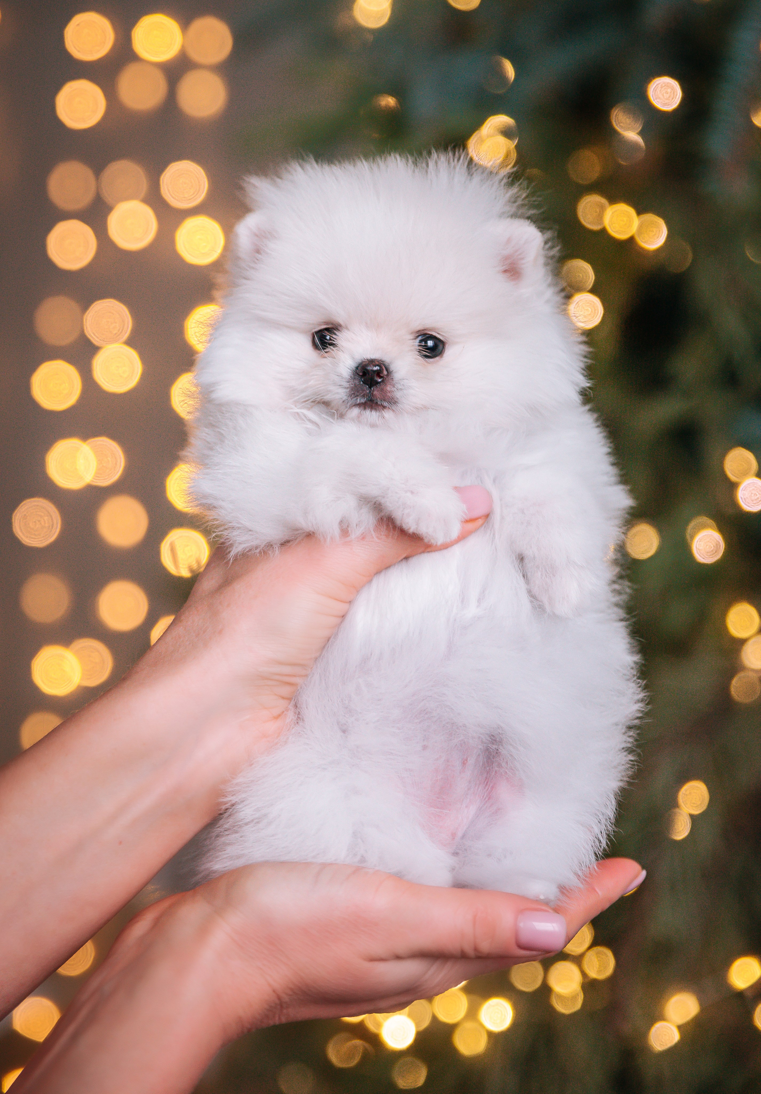 Шпицы щенки студия. Главная