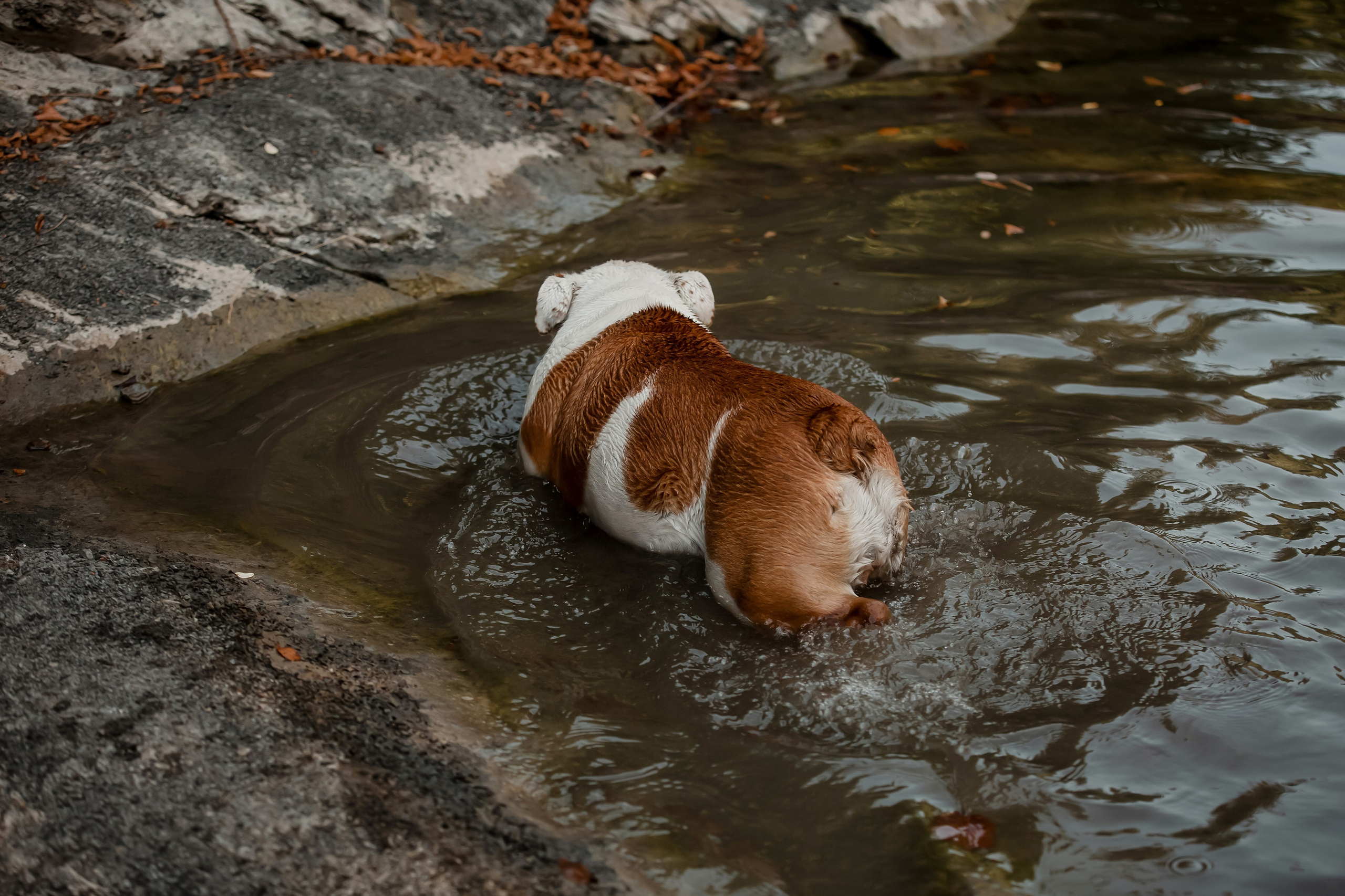 Фотосессия английского бульдога на речке. Фотограф-анималист в Краснодаре Маша Мельникова