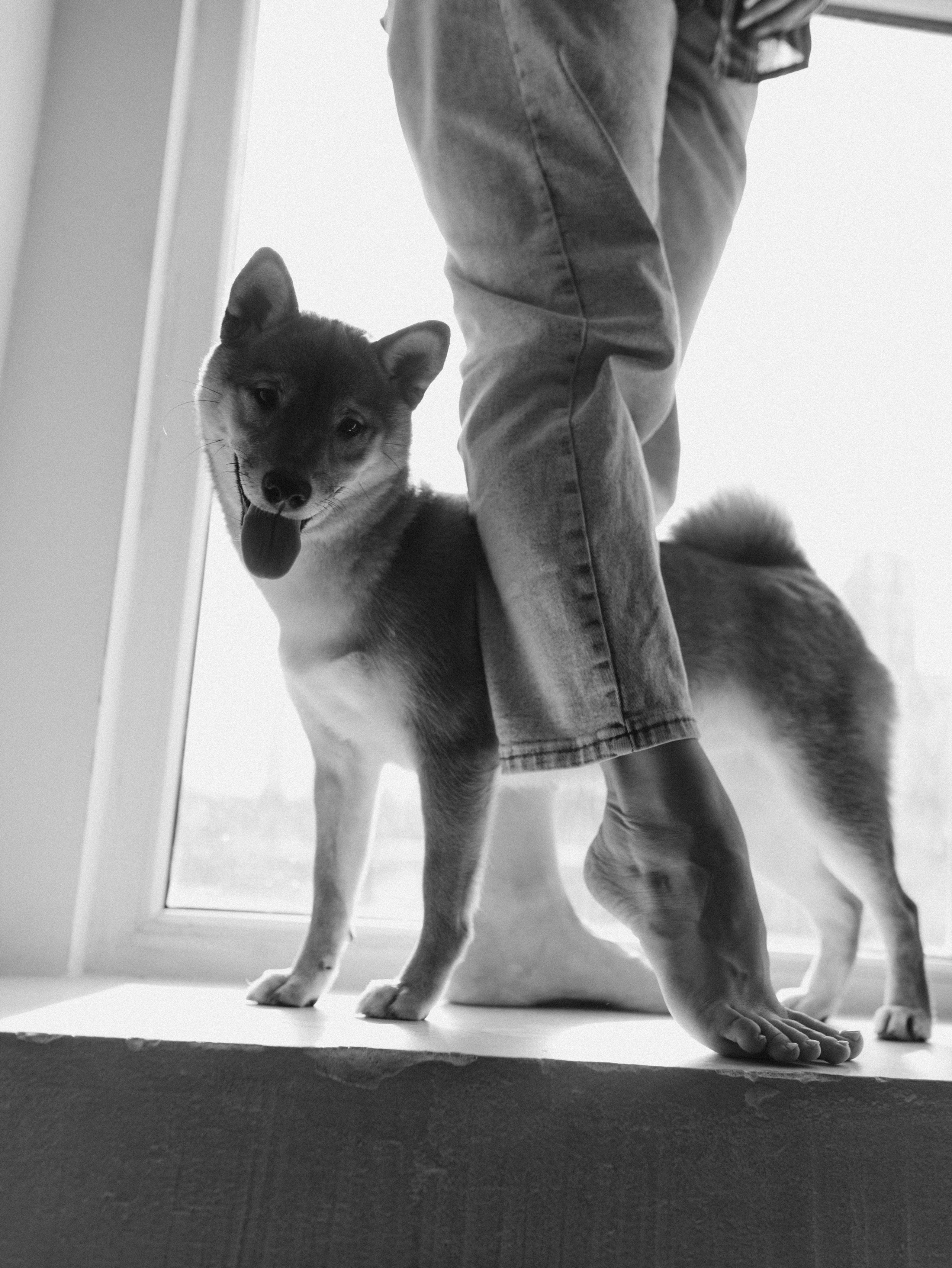 Мика и Настя. Фотограф-анималист в Москве Кириллова Татьяна