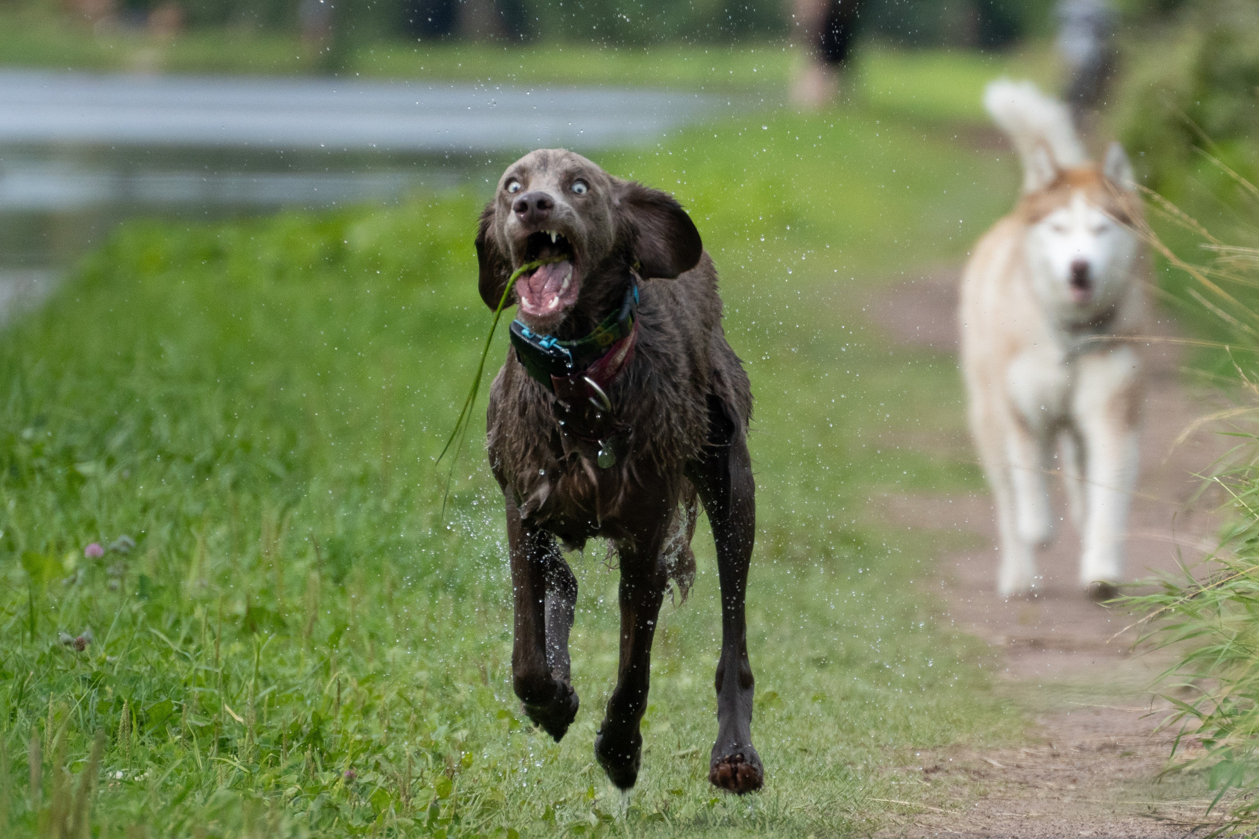 Ваши фотографии. Фотограф анималист Осипчикова Мария