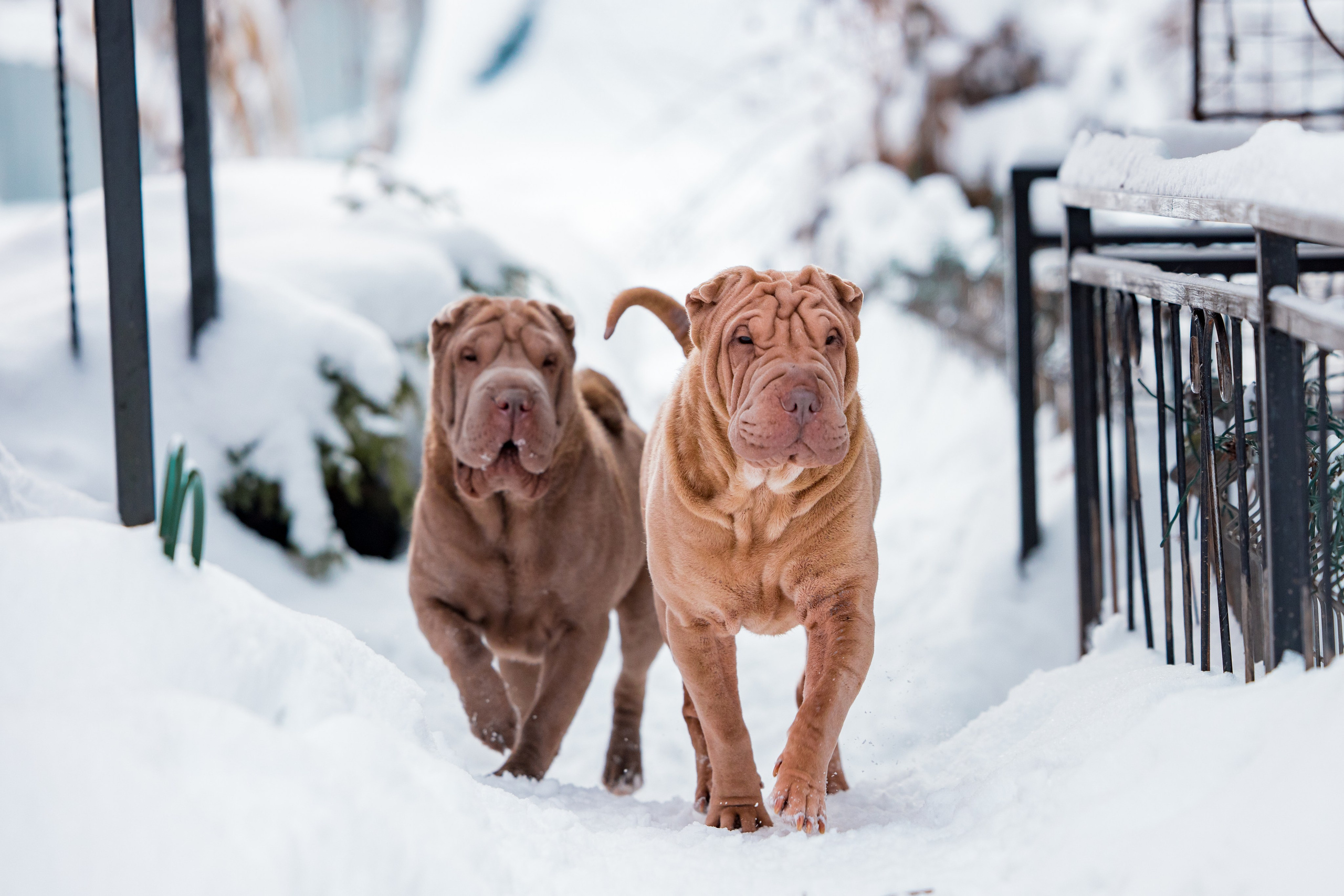 В гостях у шарпеев 16.01.2024. Фотограф-анималист Юлия Германика
