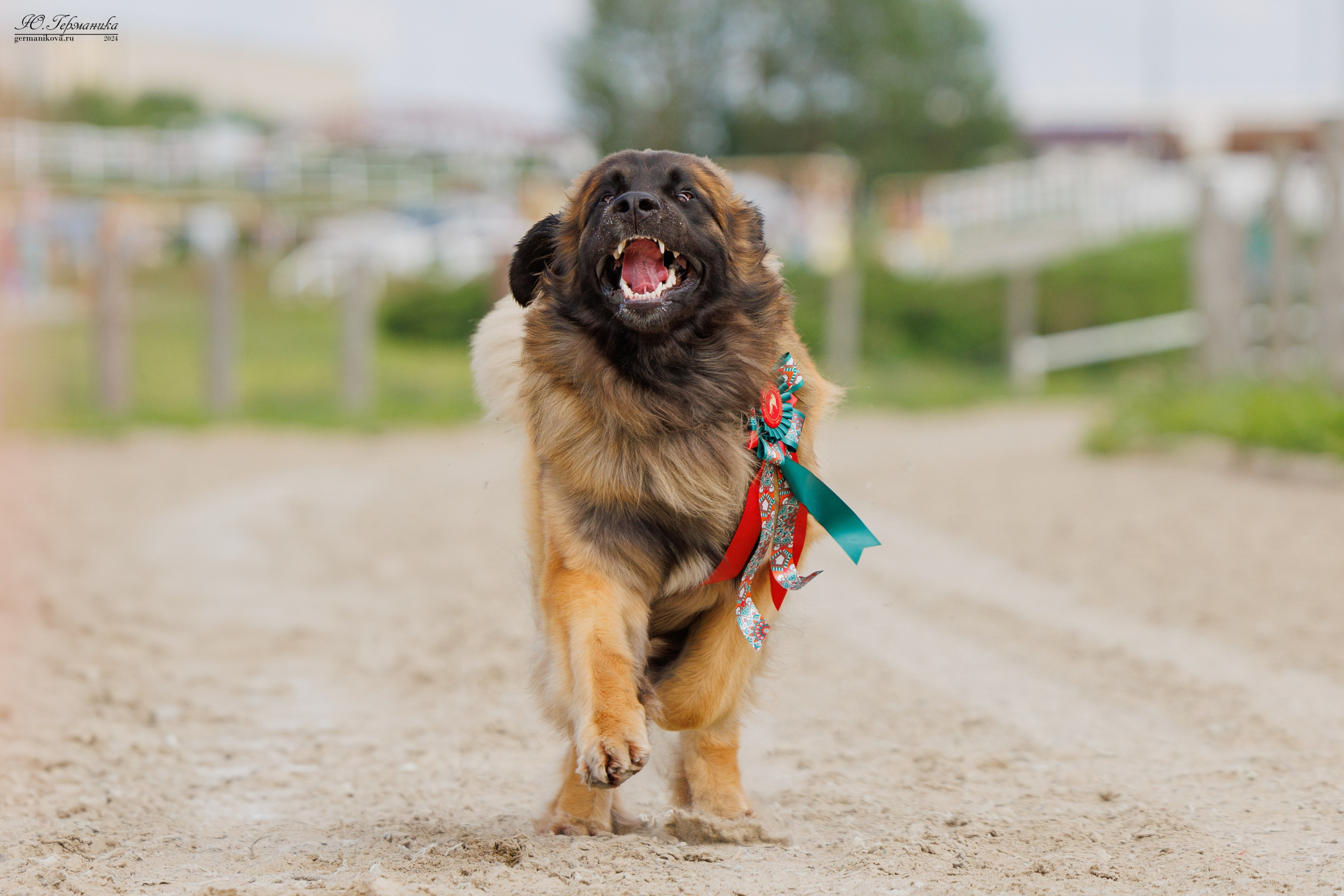 РОССИЯ 8-9.06.2024. Фотограф-анималист Юлия Германика