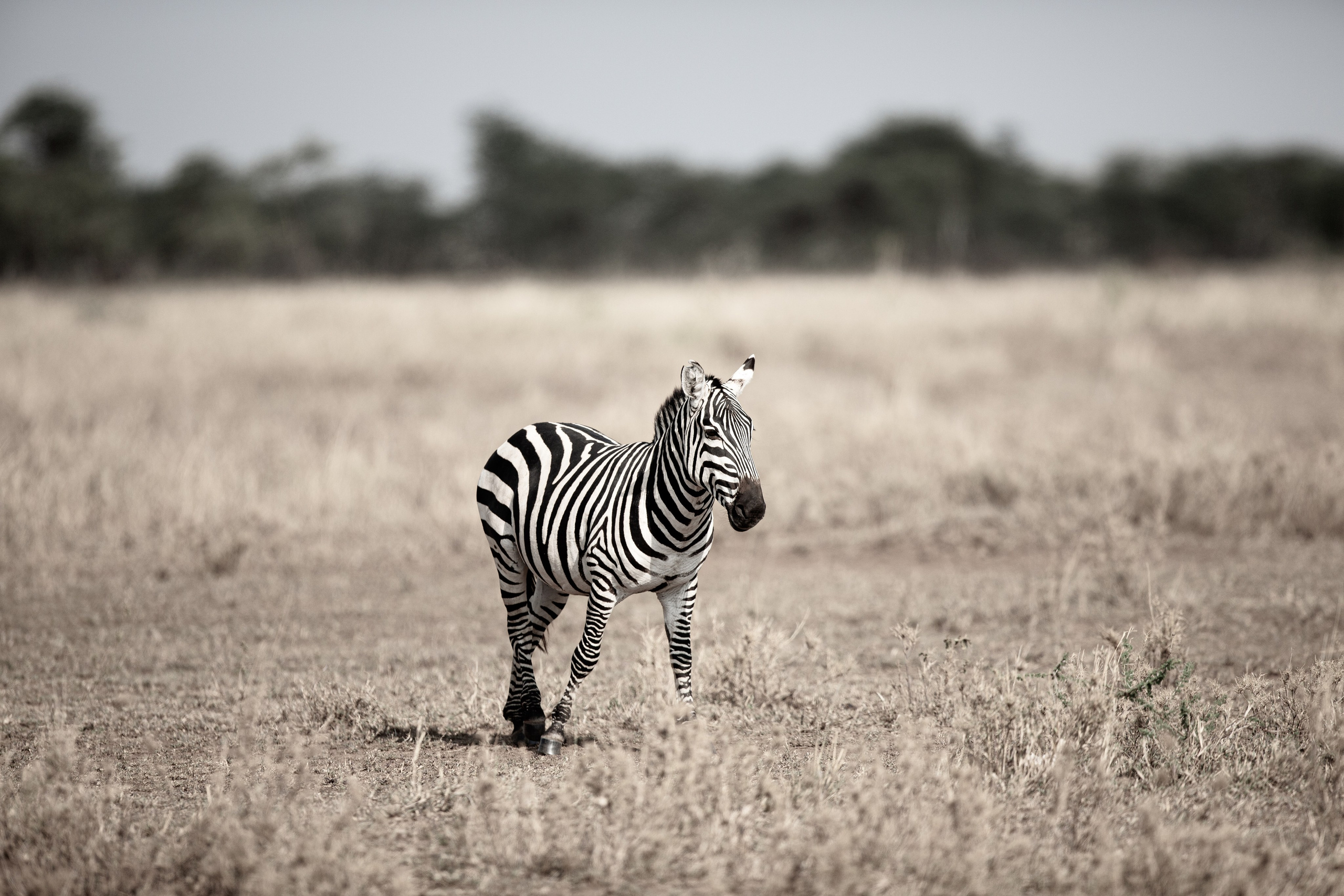 Танзания. Добродеева Алла фотограф, Москва