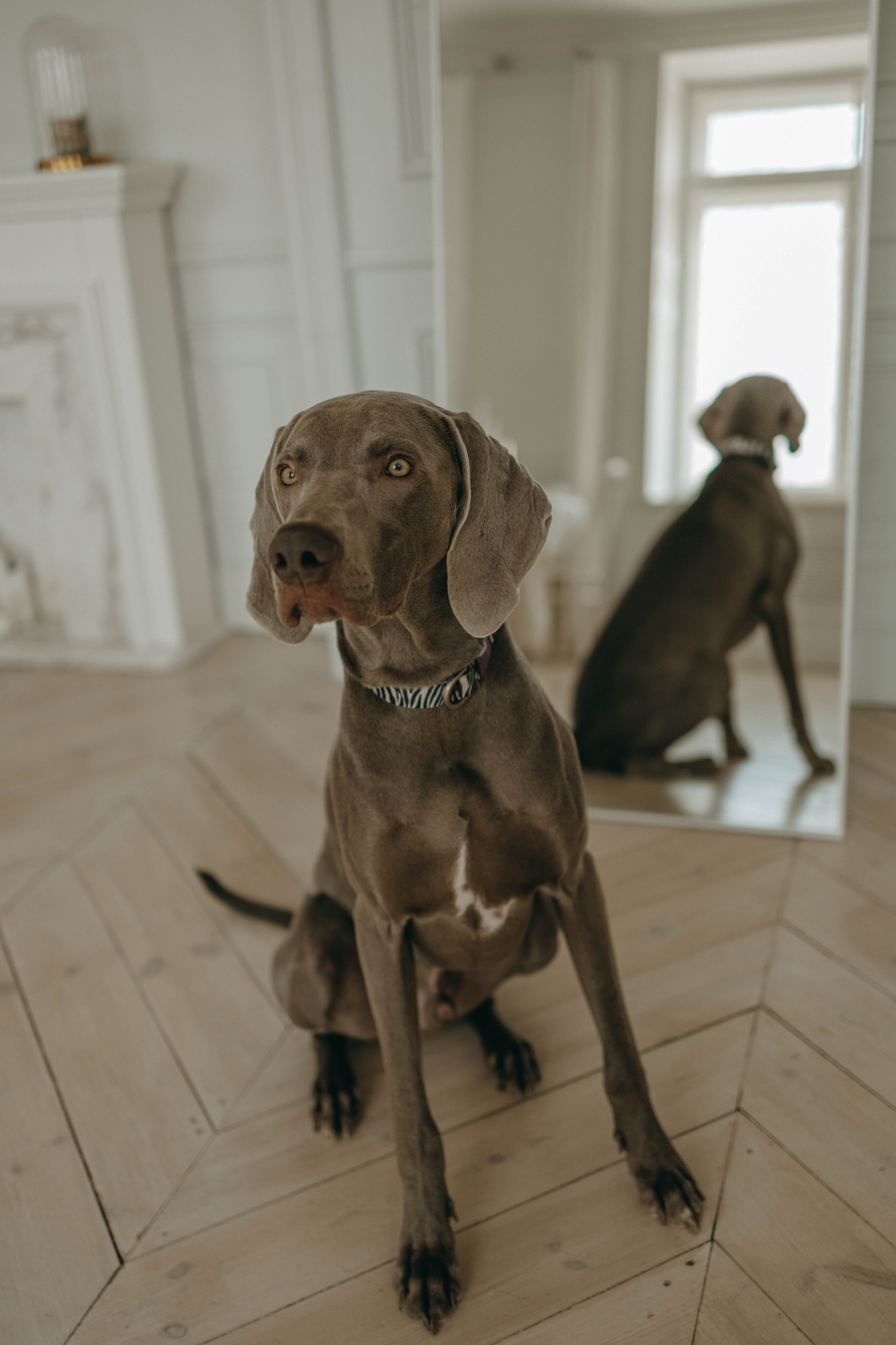 Фотосессия в студии с собакой. Фотограф-анималист в Екатеринбурге | Кристина