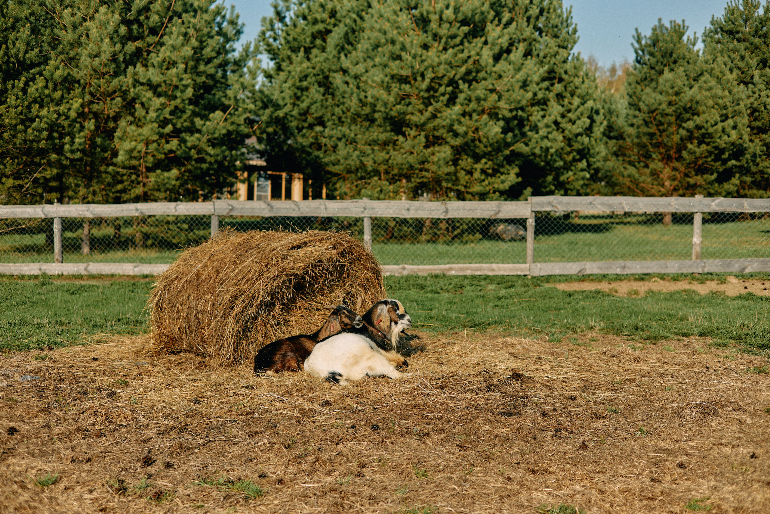 Бутик-отель Поле летом. Профессиональный Фотограф во Владимире, в Москве и в Суздале — Полина Романычева