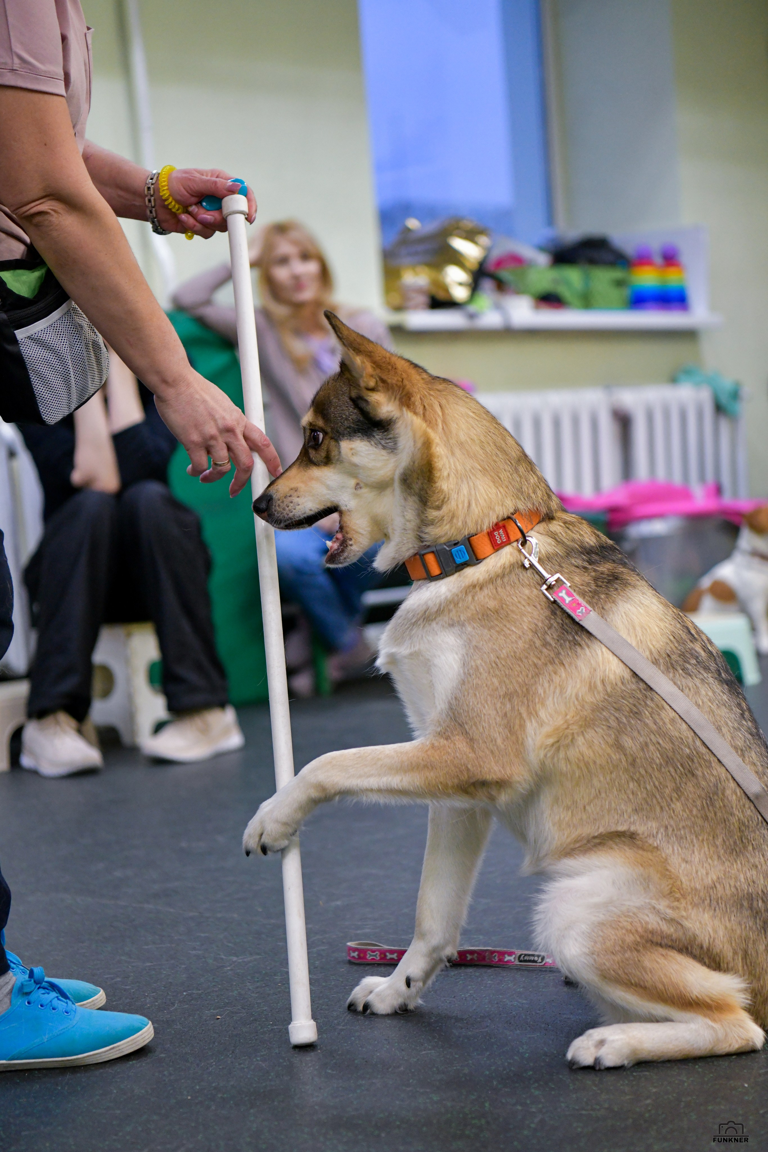 Кинологический клуб «Бодрый хвост». Свой взгляд через объектив