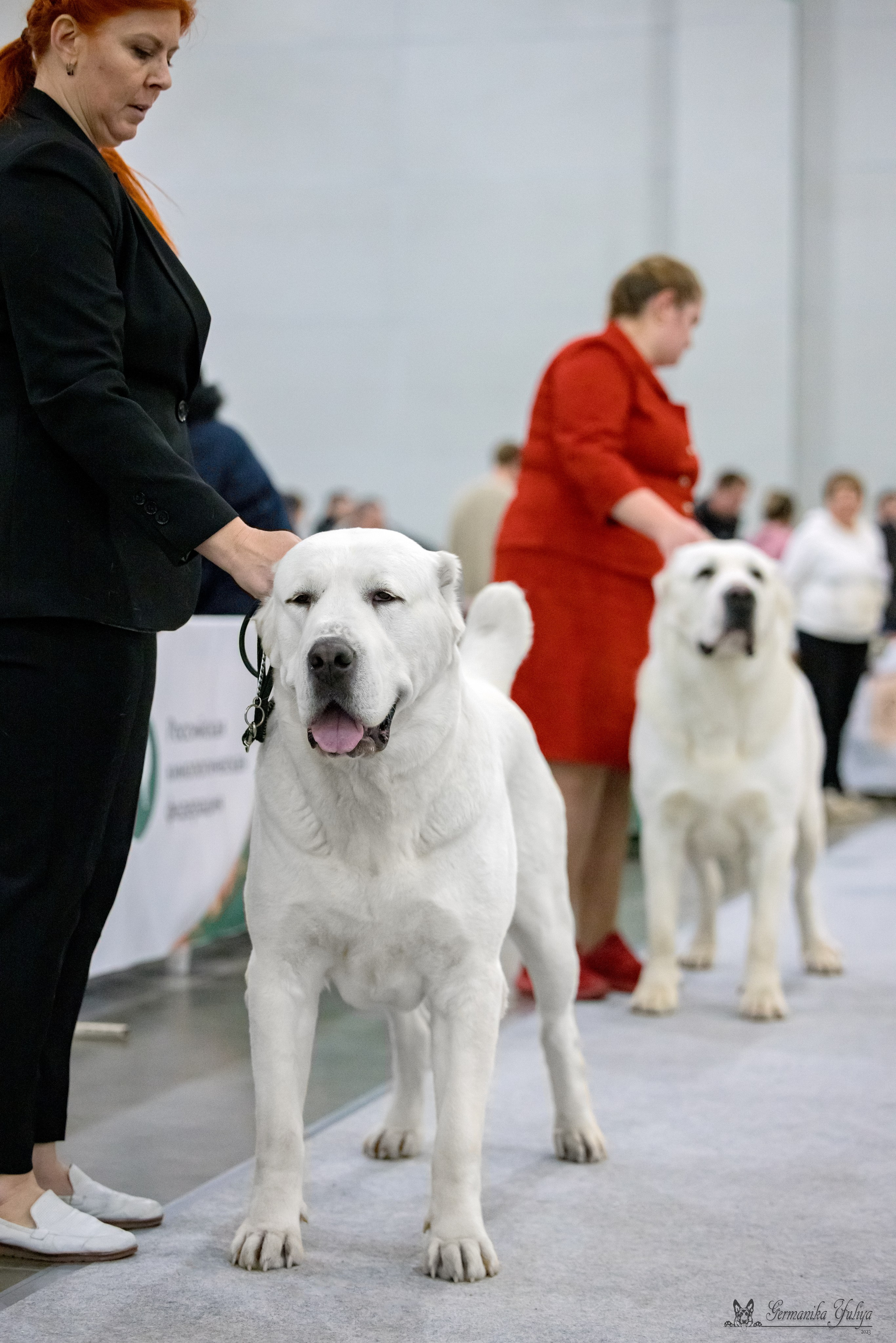 ЕВРАЗИЯ 18-19.11.2023. Фотограф-анималист Юлия Германика