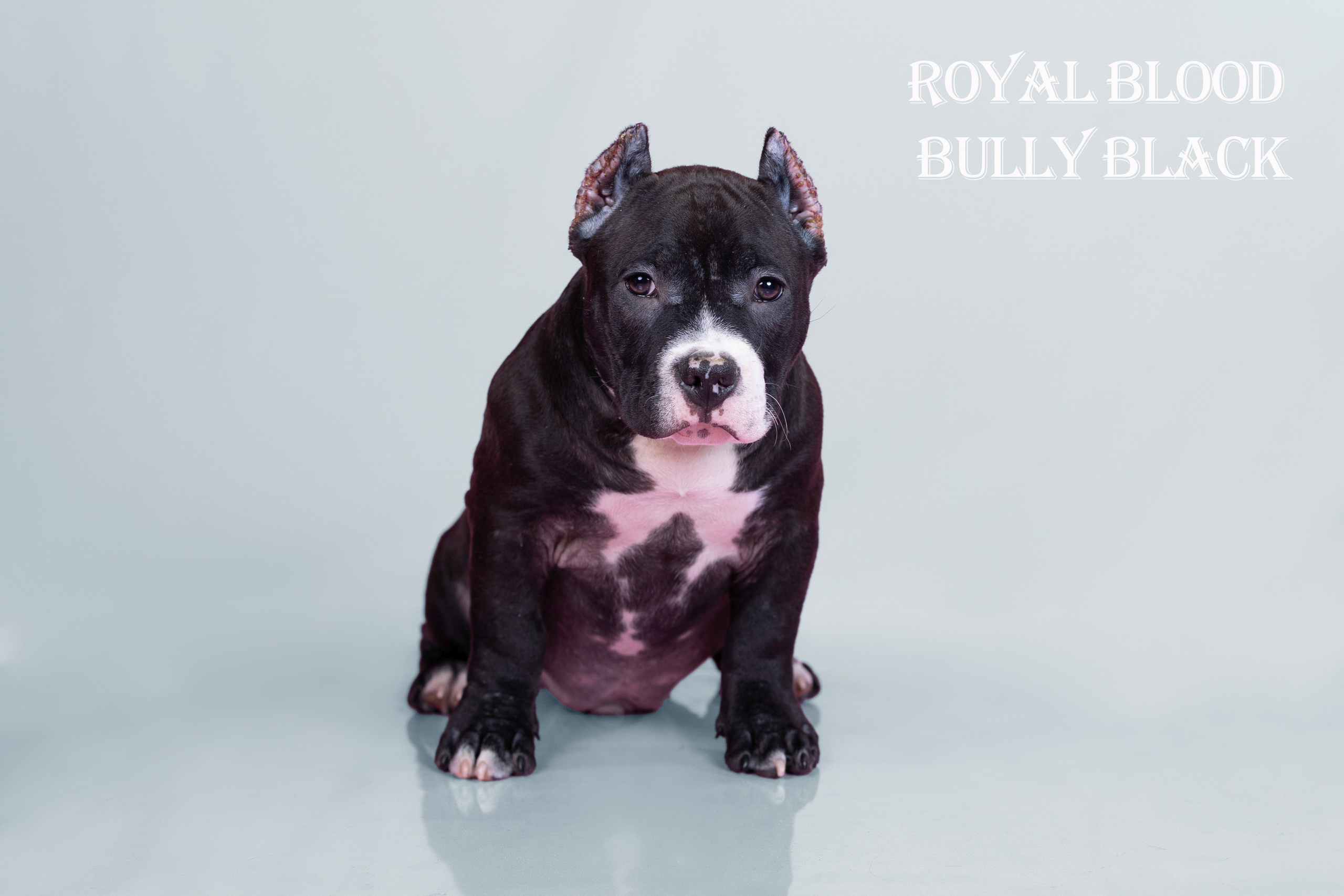 Американский булли!. Фотограф 📸 семейный, предметный, репортажный