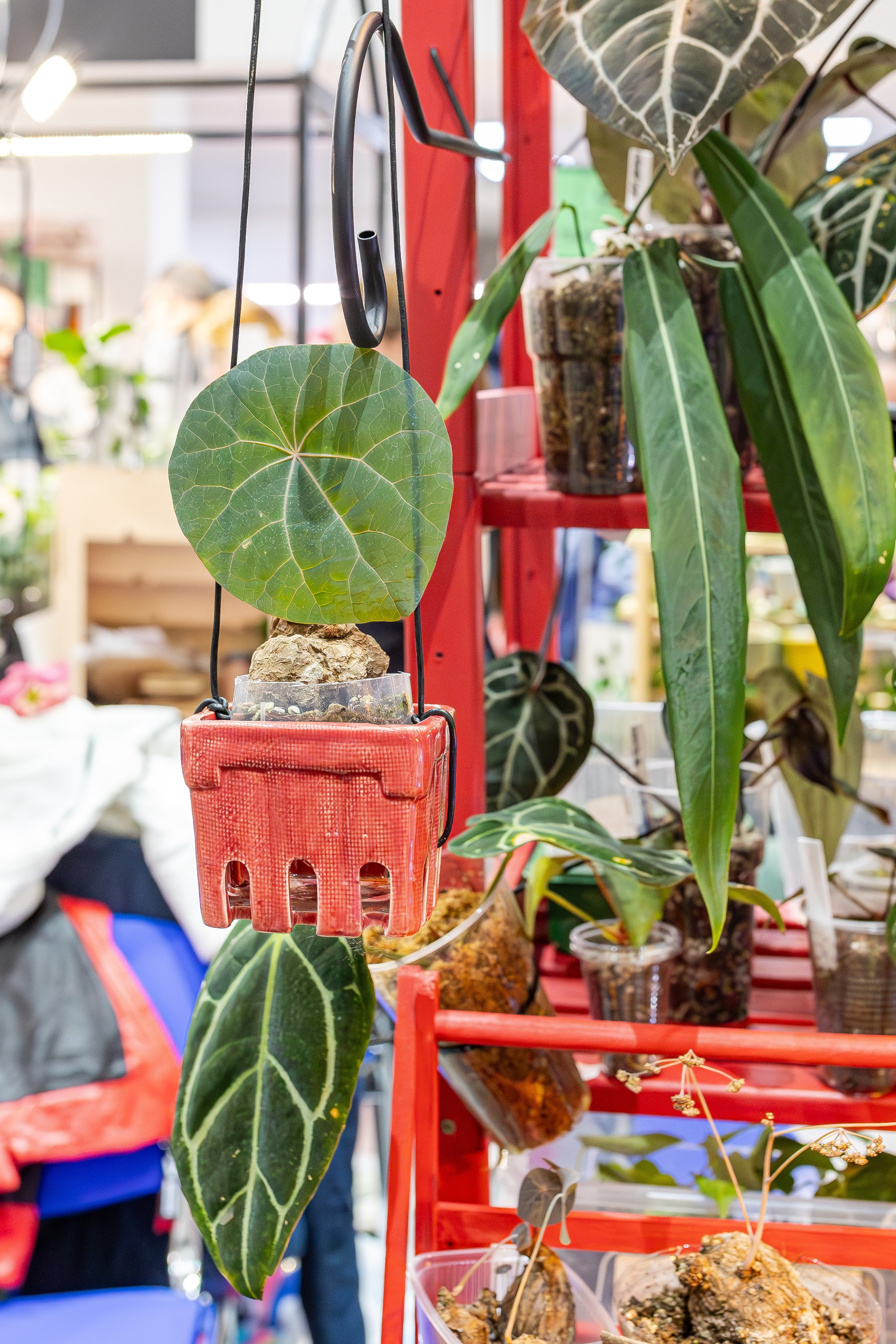 Монстериум апрель 2026. Александра Куликова фотограф, Москва